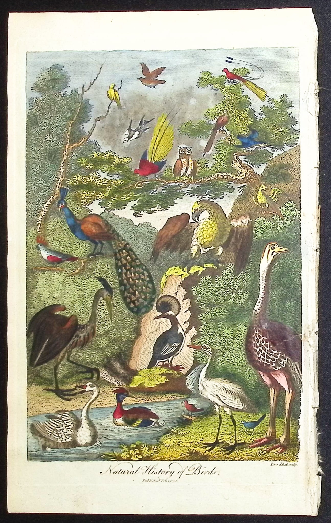 Linnaeus & Sibly - Frontispiece of Natural History of Birds + Title Page: This scarce first edition engraving is from Sir Charles Linnaeus & Ebenezer Sibley's "A Genuine and Universal System of Natural History... or Magazine of Natural History". The work was published in