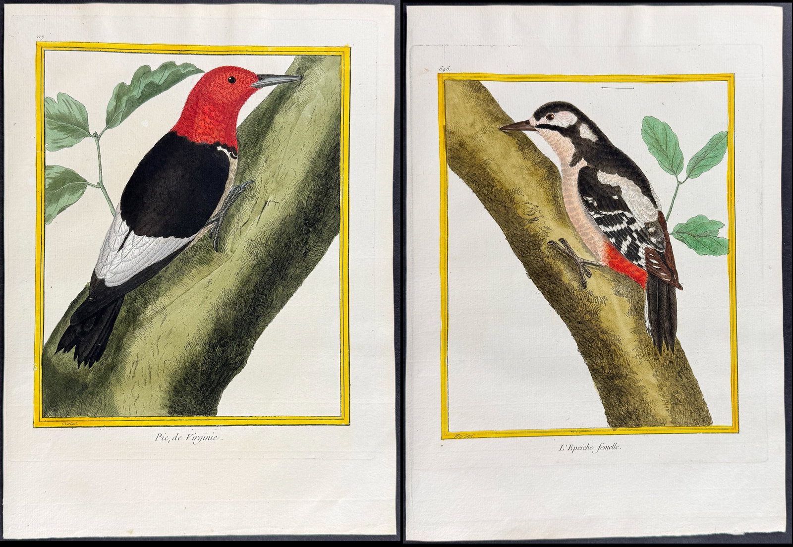 Martinet & Buffon - 4 Woodpecker Engravings: This originally hand-colored engraving is from Georges-Louis Leclerc de Buffon & Francois-Nicolas Martinet's work entitled "Histoire Naturelle des Oiseaux". It was published in Paris by Imprimerie Roy