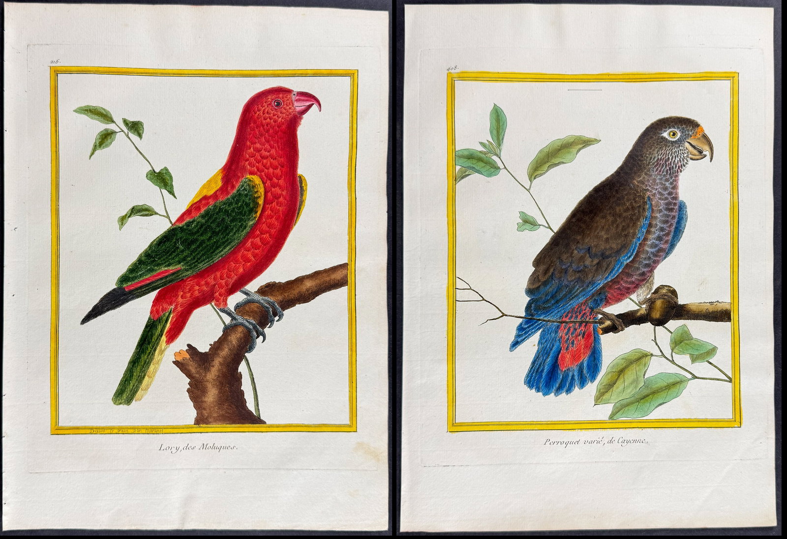 Martinet & Buffon - Pair of Parrot Engravings: This originally hand-colored engraving is from Georges-Louis Leclerc de Buffon & Francois-Nicolas Martinet's work entitled "Histoire Naturelle des Oiseaux". It was published in Paris by Imprimerie Roy