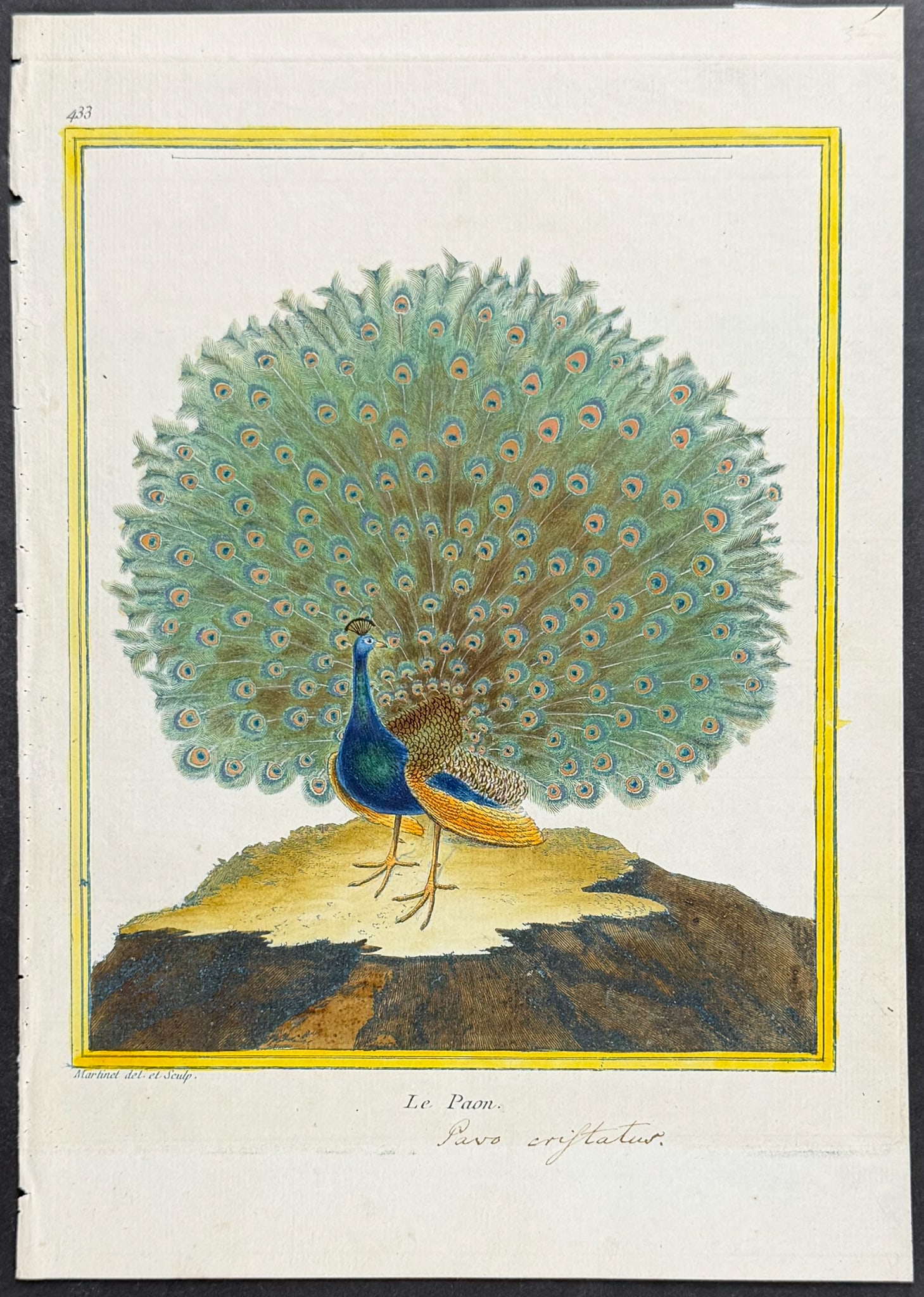 Martinet & Buffon - Peacock. 433: This originally hand-colored engraving is from Georges-Louis Leclerc de Buffon & Francois-Nicolas Martinet's work entitled "Histoire Naturelle des Oiseaux". It was published in Paris by Imprimerie Roy