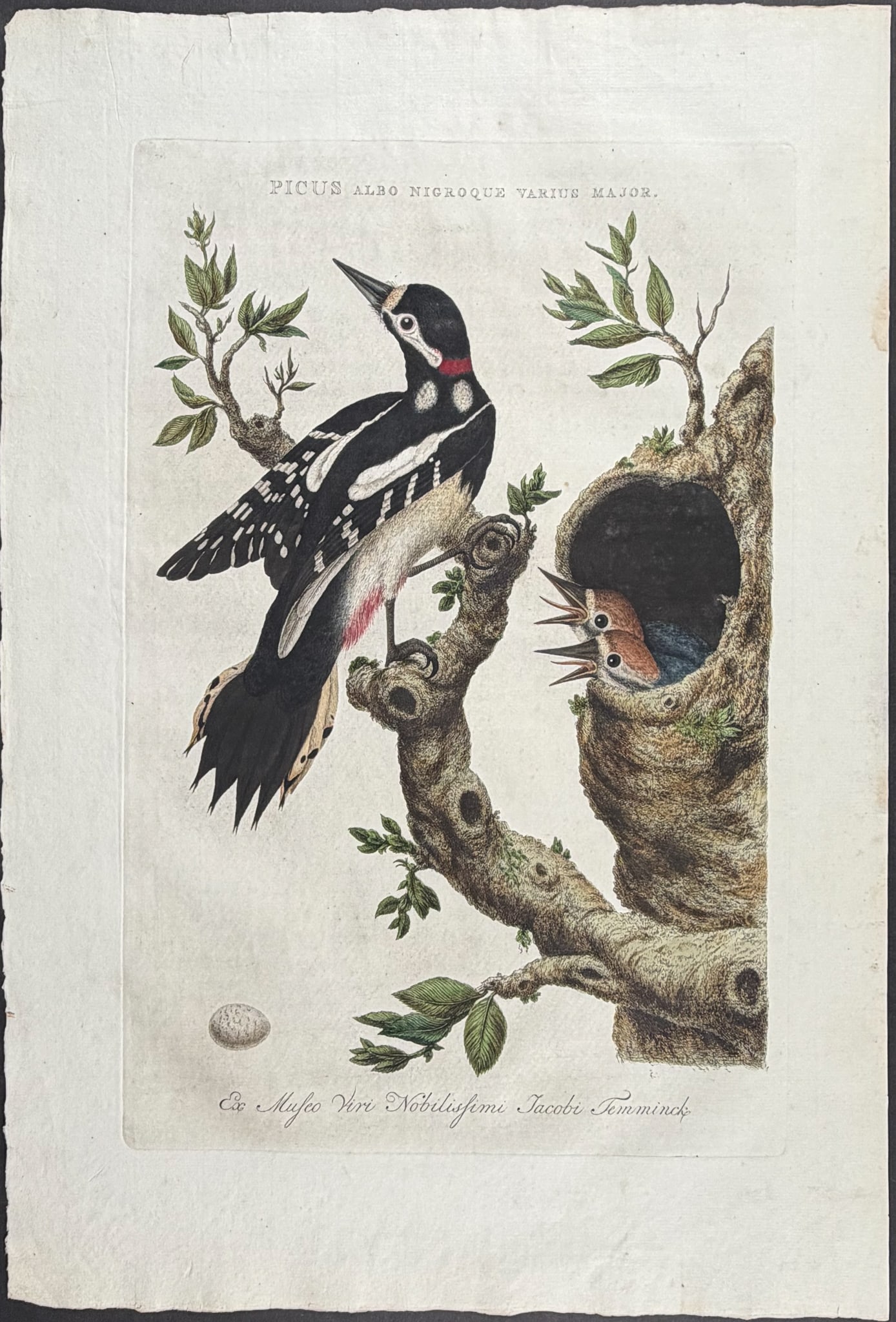 Nozeman - Great Spotted Woodpecker with Nest & Young: This rare and striking large folio engraving is from Cornelius Nozeman's Nederlandsche Vogelen. The work was published by Jan Christiaan & Jan Sepp between 1770 and 1829 in Amsterdam. The work took