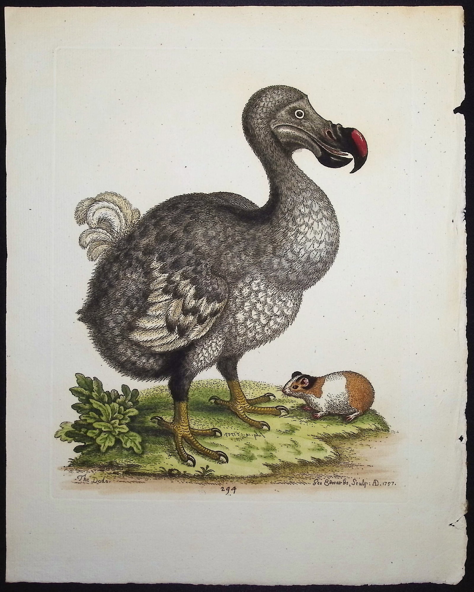 Edwards - Dodo Bird with Hamster. 294 (1 of 1)