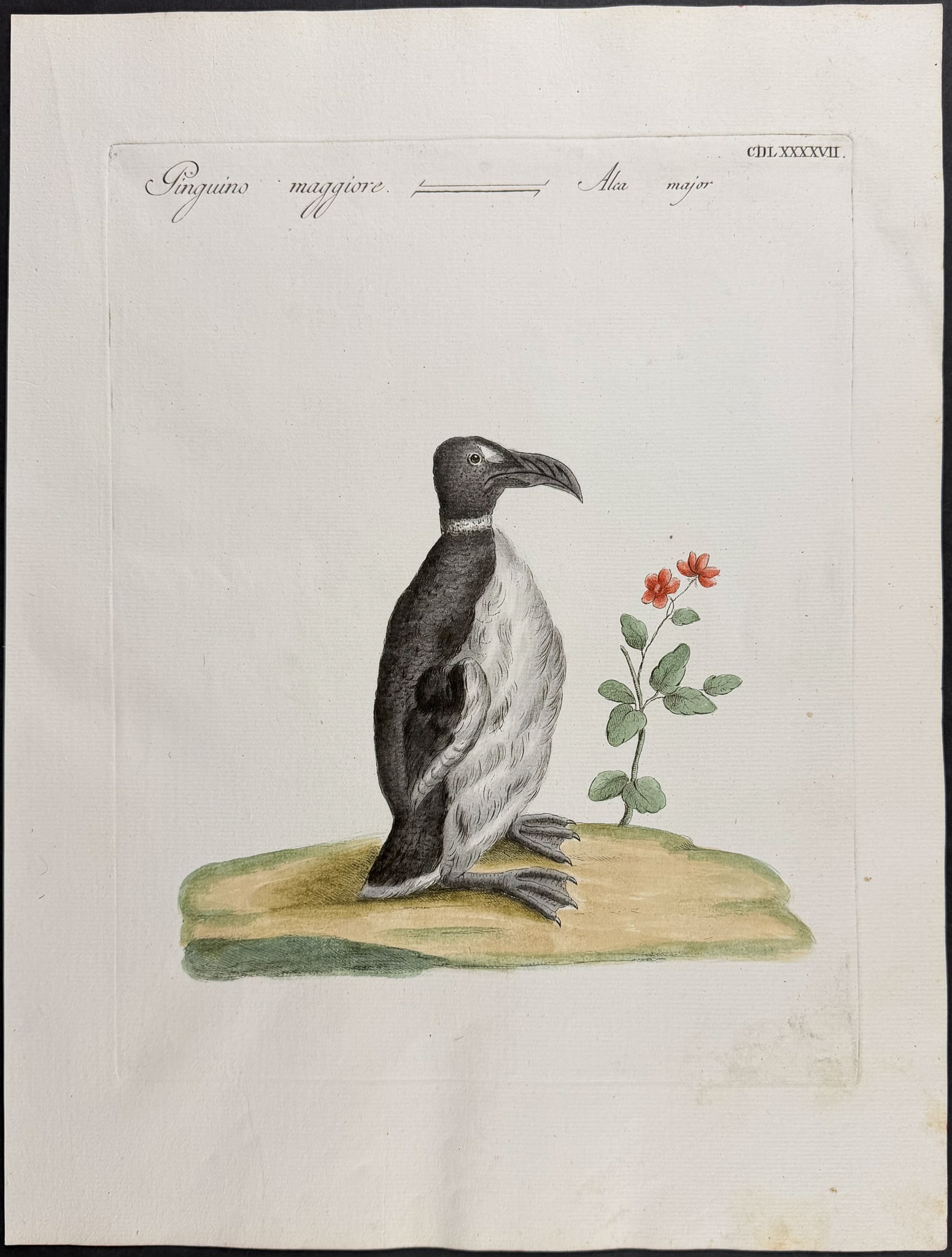 Manetti - Razorbill (relative to Great Auk) [Alca major]. 497: This originally hand-colored engraving is from Saverio Manetti's work Storia naturale degli Uccelli or A Natural History of Birds. The prints were drawn and etched by Violante Vanni and Lorenzo