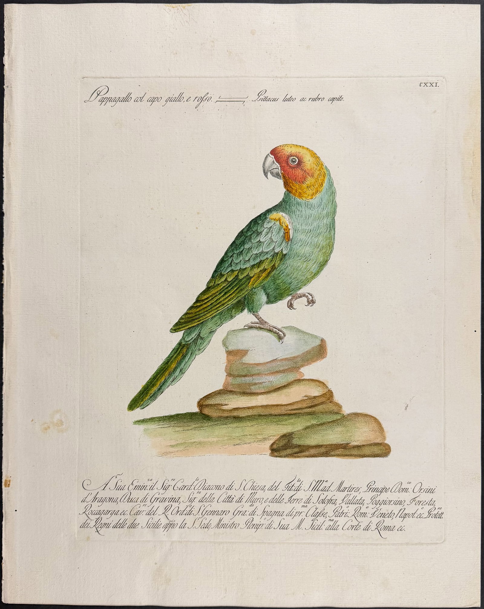Manetti - Carolina Parrot [Psittacus luteo ac rubro capite]. 121: This originally hand-colored engraving is from Saverio Manetti's work Storia naturale degli Uccelli or A Natural History of Birds. The prints were drawn and etched by Violante Vanni and Lorenzo