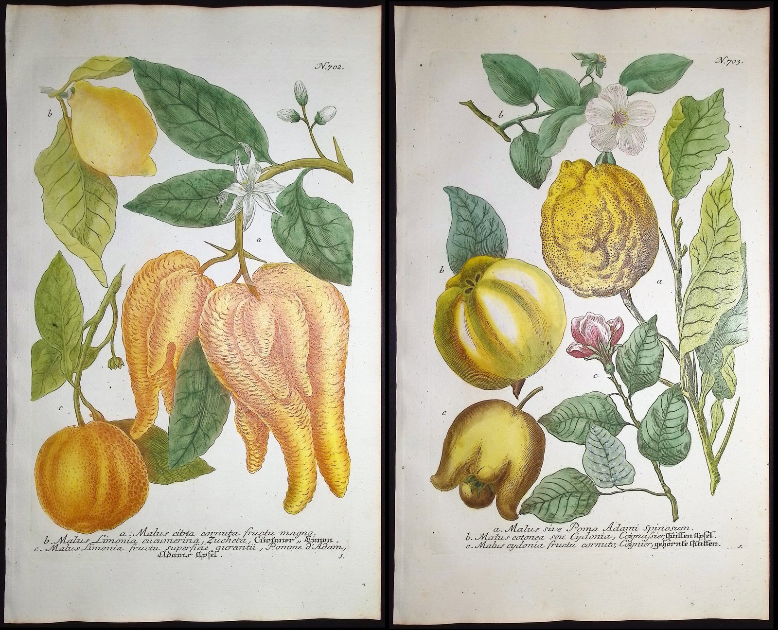Weinmann - Pair of Citrus Engravings: This beautiful botanical mezzotint is from Johann Weinmann's "Duidelyke Vertoning, Eeniger Duizend in alle vier waerelds deelen wassende Bomen, Stammen, Kruiden, Bloemen, Vrugten, en Uitwassen,