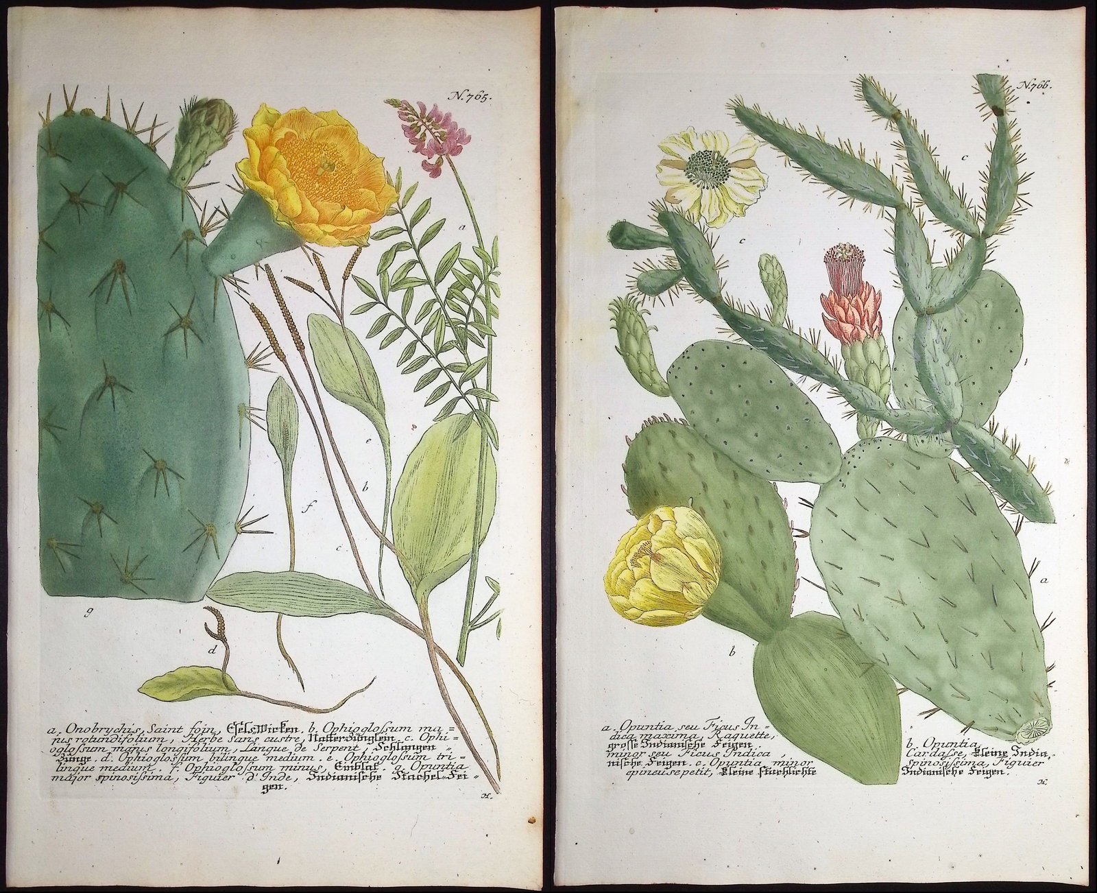 Weinmann - Pair of Cactus Engravings (1 of 3)