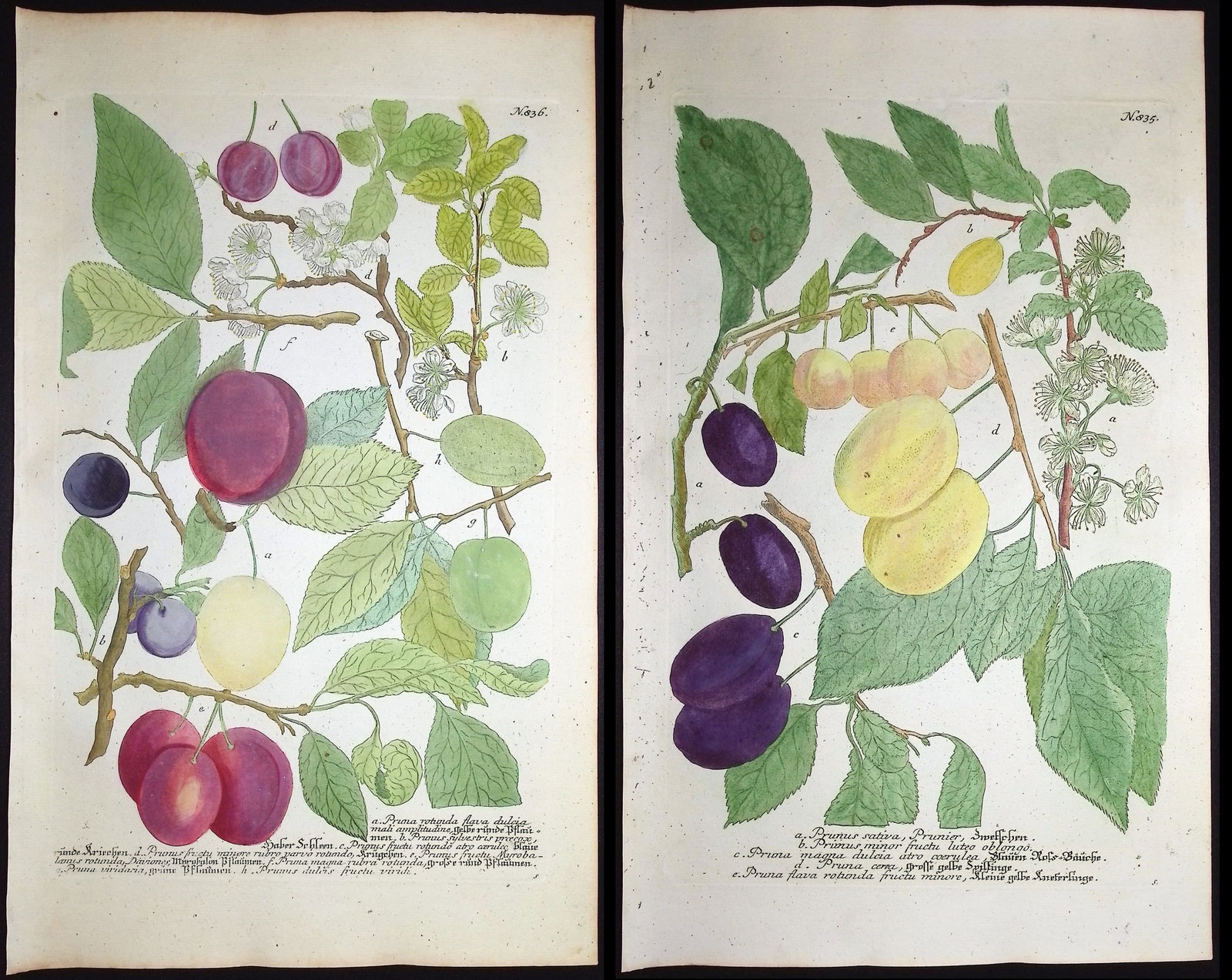 Weinmann - Pair of Plum Engravings: This beautiful botanical mezzotint is from Johann Weinmann's "Duidelyke Vertoning, Eeniger Duizend in alle vier waerelds deelen wassende Bomen, Stammen, Kruiden, Bloemen, Vrugten, en Uitwassen,