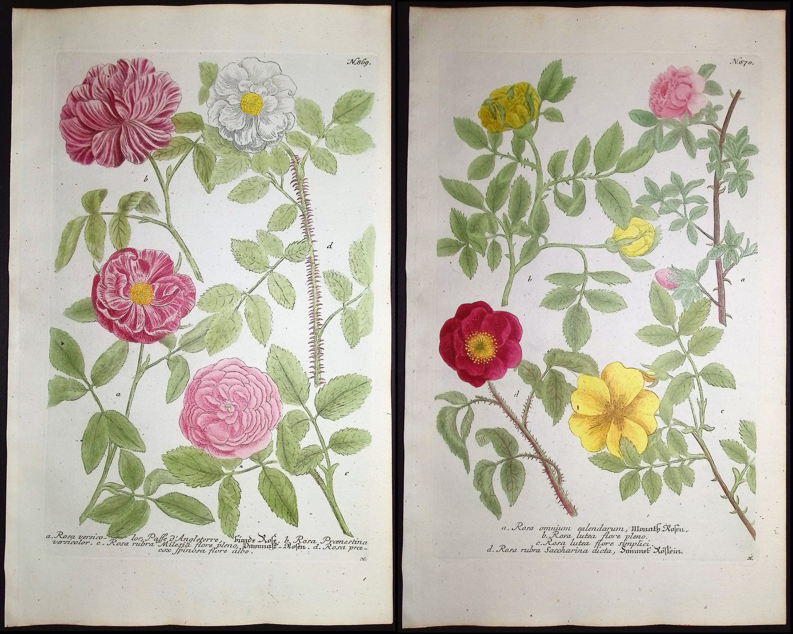 Weinmann - 3 Rose Engravings (1 of 4)