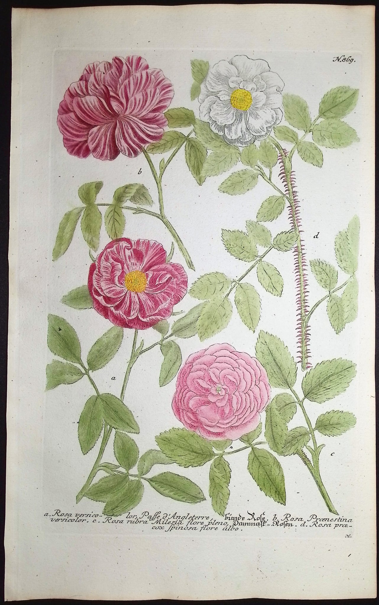 Weinmann - 3 Rose Engravings - 2