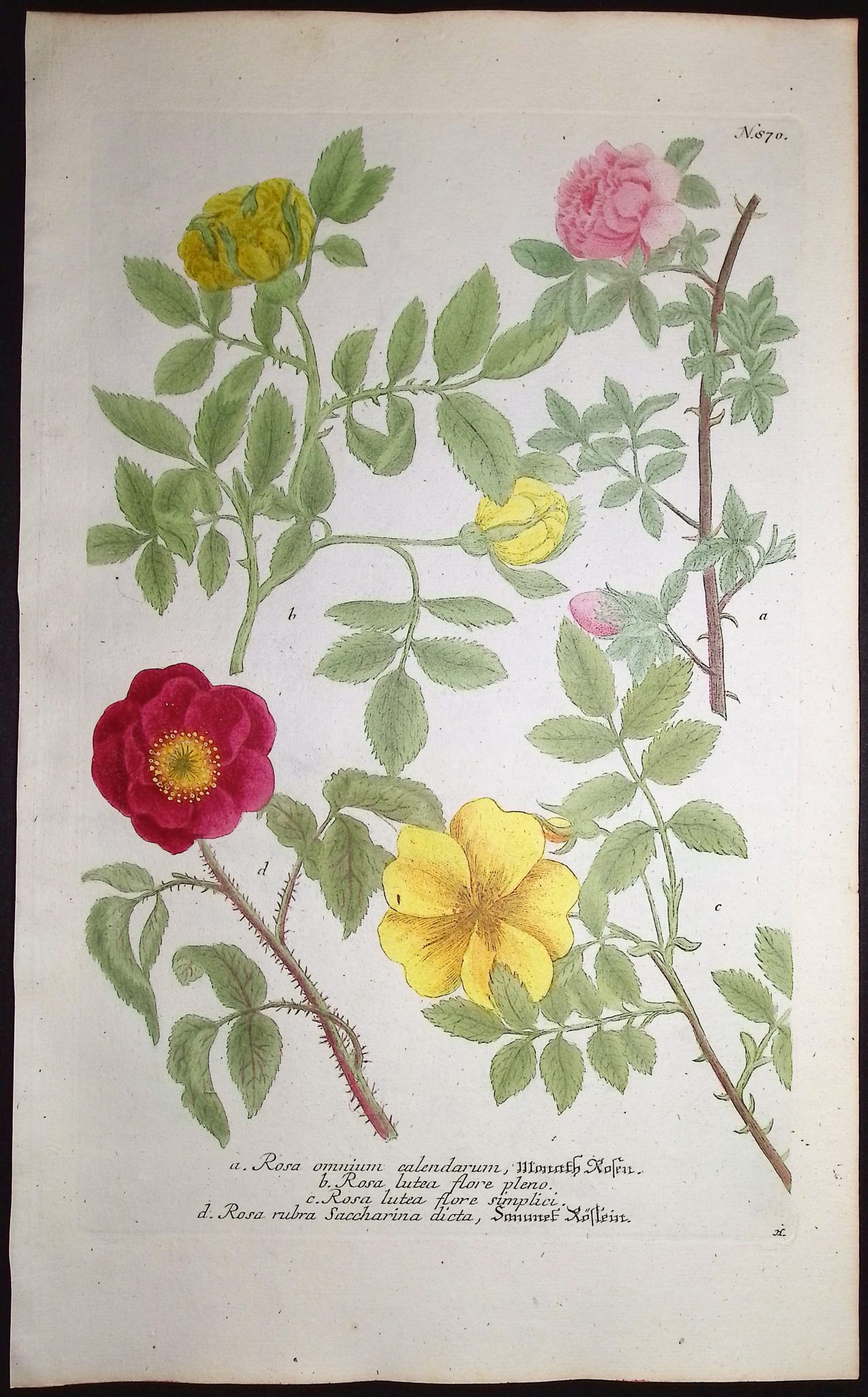 Weinmann - 3 Rose Engravings - 3