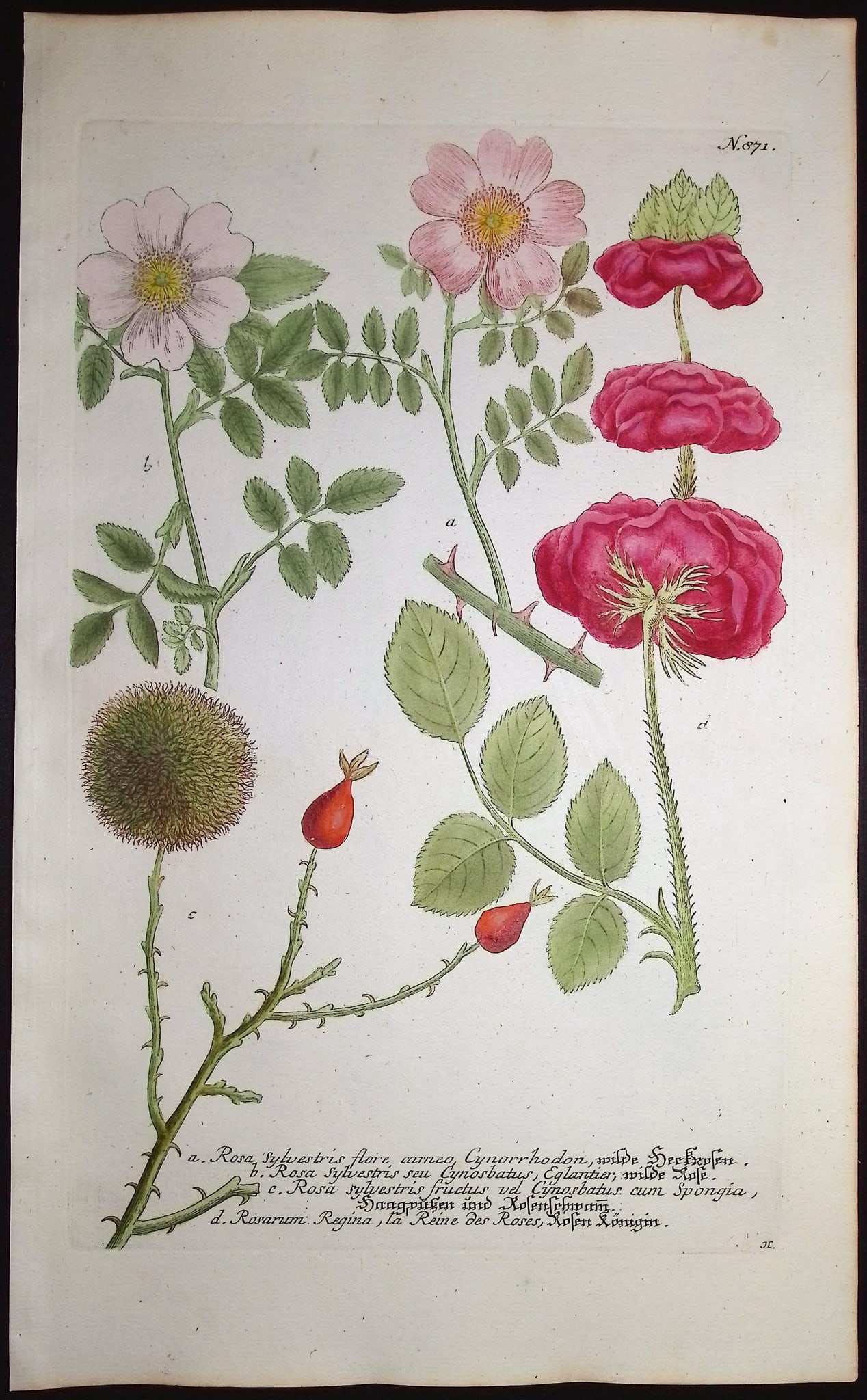 Weinmann - 3 Rose Engravings - 4