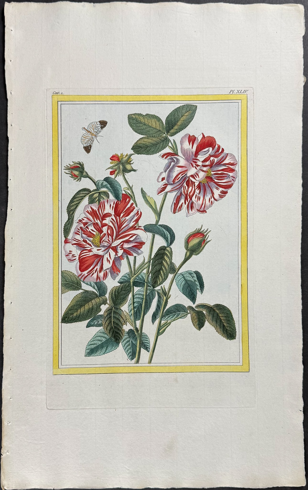 Buchoz - Rose & Moth: This beautiful, originally hand-colored engraving is from Pierre Joseph Buchoz's Collection Pr?cieuse et Enlumin?e des fleurs les plus Belles et les plus Curieuses, qui se cultivent tant dans les