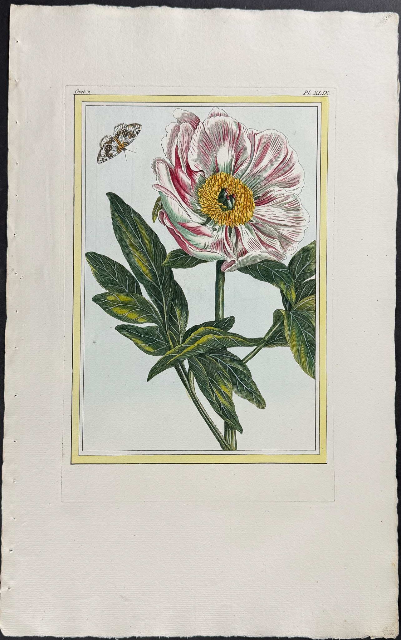 Buchoz - Peony & Moth: This beautiful, originally hand-colored engraving is from Pierre Joseph Buchoz's Collection Pr?cieuse et Enlumin?e des fleurs les plus Belles et les plus Curieuses, qui se cultivent tant dans les