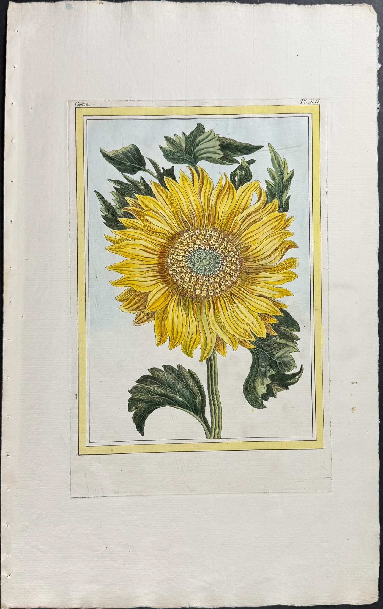 Buchoz - Sunflower (1 of 1)