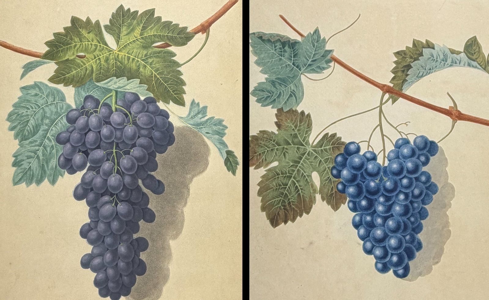 Brookshaw, Folio - Pair of Grape Engravings: This remarkable, large folio fruit engraving is from George Brookshaw's "Pomona Britannica, or a Collection of the Most Esteemed Fruits at present cultivated in the country; together with the
