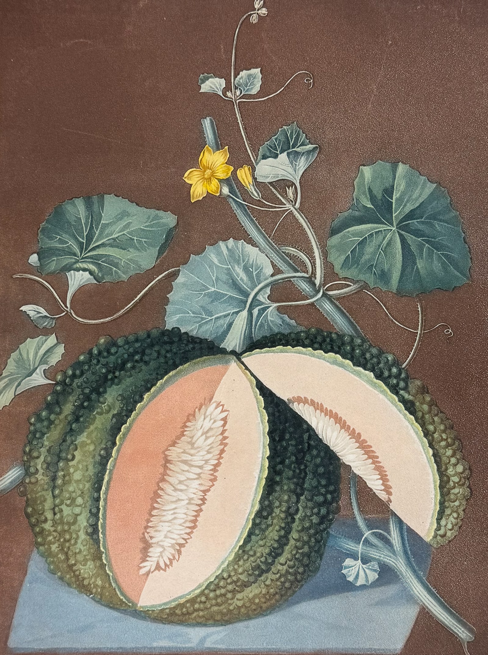 Brookshaw, Folio - Melon: This remarkable, large folio fruit engraving is from George Brookshaw's "Pomona Britannica, or a Collection of the Most Esteemed Fruits at present cultivated in the country; together with the