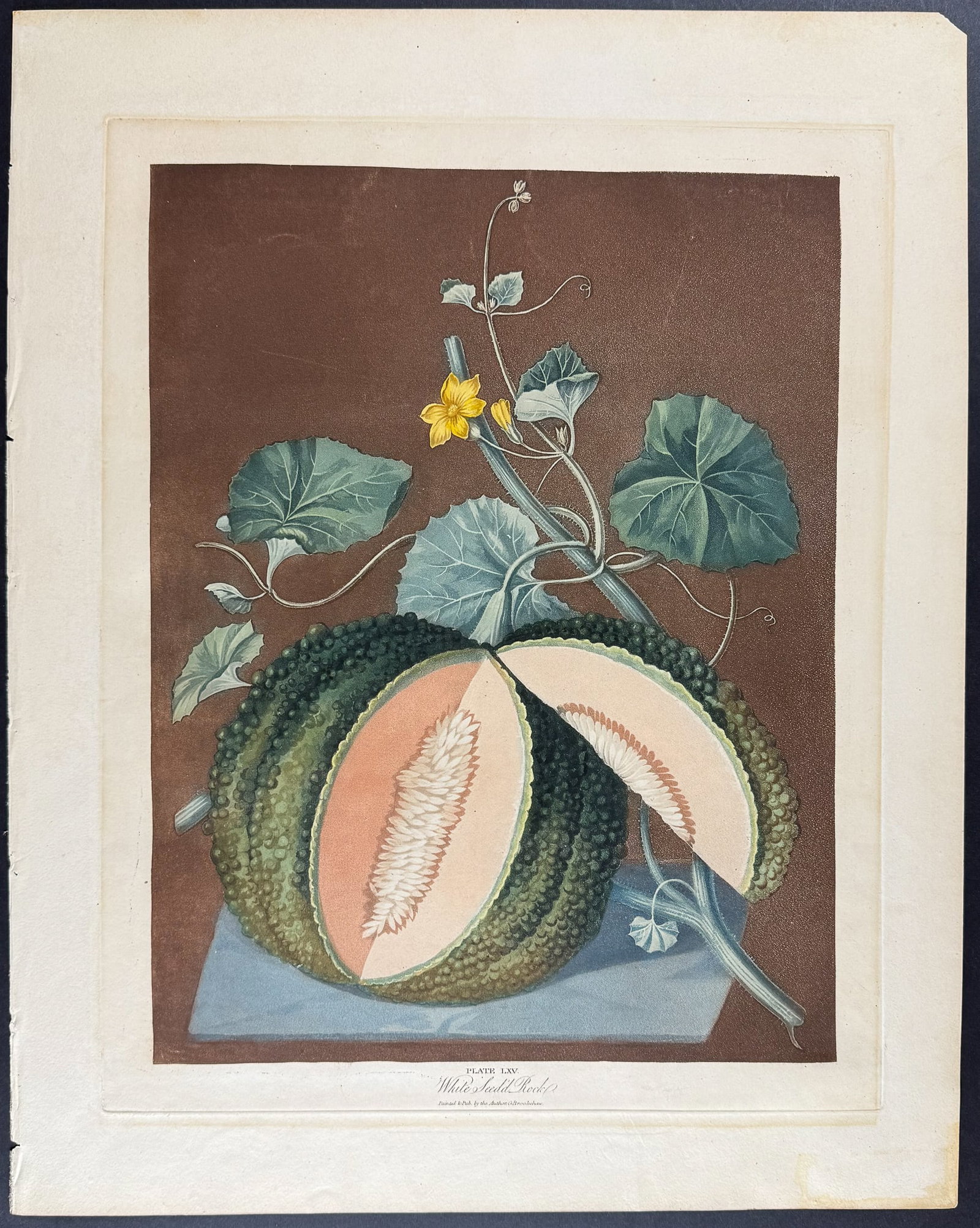 Brookshaw, Folio - Melon - 2
