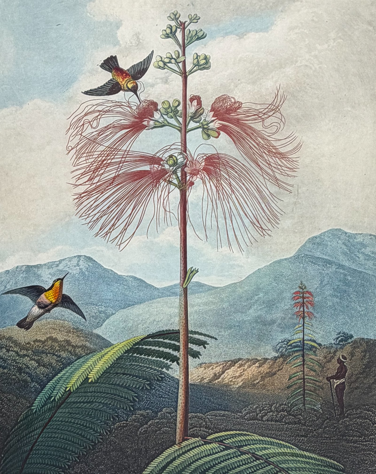 Thornton, Folio - Large Flowering Sensitive Plant with Hummingbirds: This dramatic large folio botanical engraving is from Dr. Robert John Thornton?s work "New Illustration of the Sexual System of Carolus Von Linnaeus...and the Temple of Flora, or Garden of Nature".