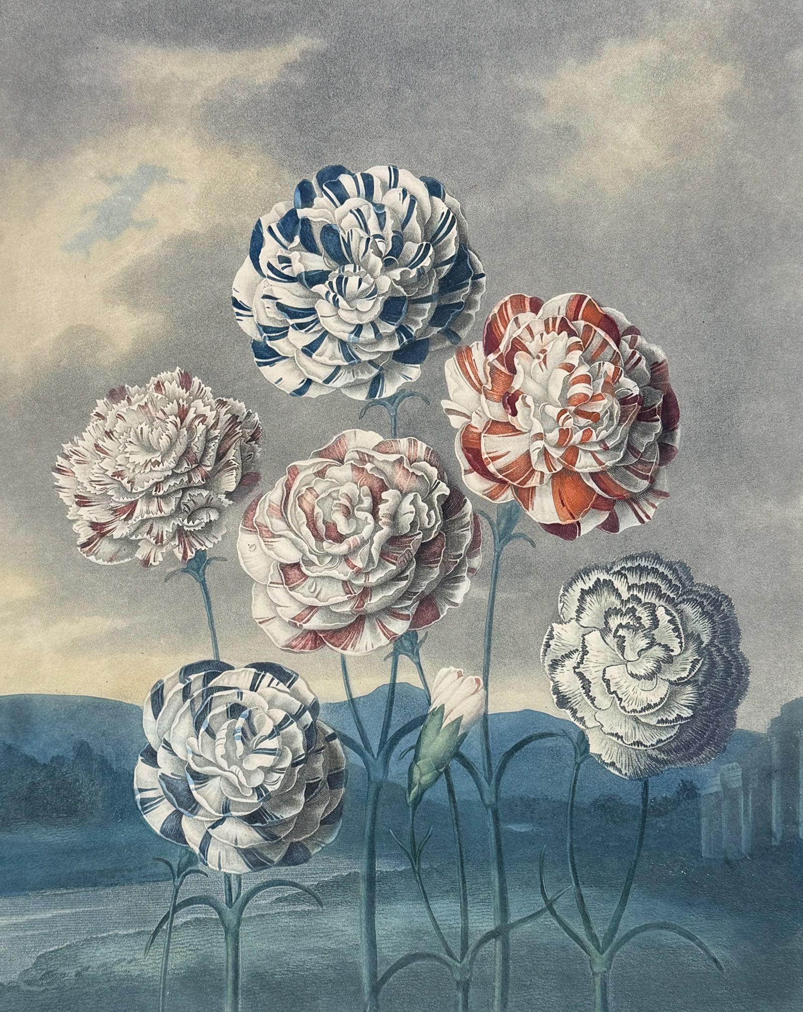 Thornton, Folio - A Group of Carnations: This dramatic large folio botanical engraving is from Dr. Robert John Thornton?s work "New Illustration of the Sexual System of Carolus Von Linnaeus...and the Temple of Flora, or Garden of Nature".