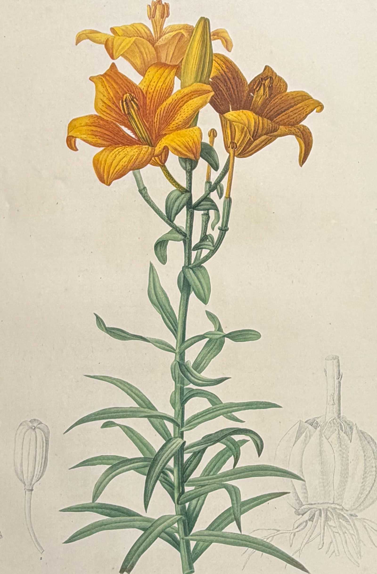 Redoute, Folio - Lily [Lilium Bulbiferum]: This exquisite folio stipple engraving is from Pierre Joseph Redoute's Les Liliacees. The work was published in Paris between 1802 and 1816 by chez l'auteur, imprimerie de Didot jeune. Each engraving