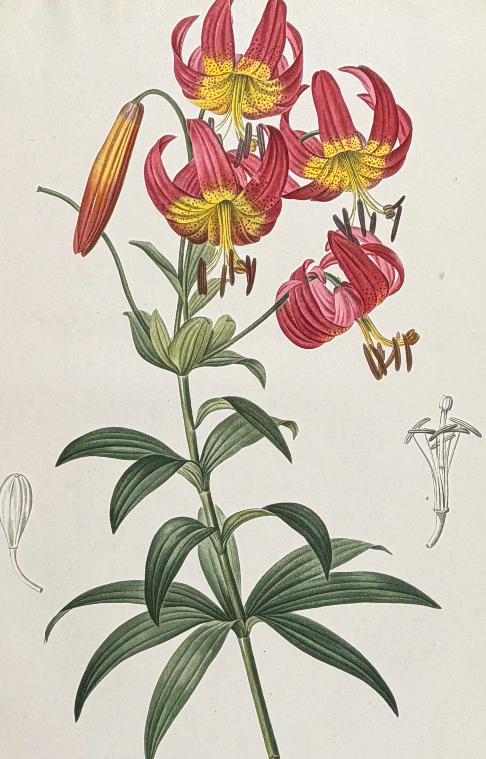 Redoute, Folio - Lily [Lilium Superbum]: This exquisite folio stipple engraving is from Pierre Joseph Redoute's Les Liliacees. The work was published in Paris between 1802 and 1816 by chez l'auteur, imprimerie de Didot jeune. Each engraving