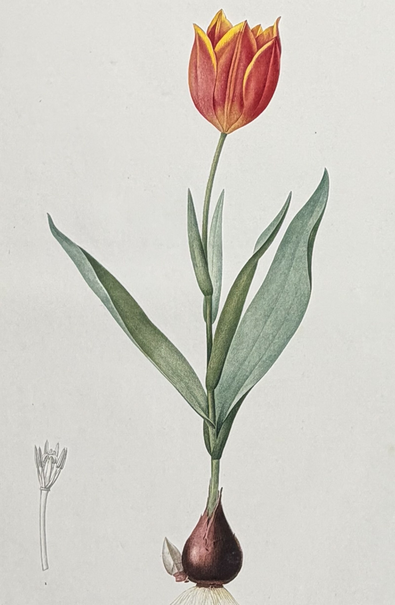 Redoute, Folio - Tulip [Tulipa Suaveoleus]: This exquisite folio stipple engraving is from Pierre Joseph Redoute's Les Liliacees. The work was published in Paris between 1802 and 1816 by chez l'auteur, imprimerie de Didot jeune. Each engraving