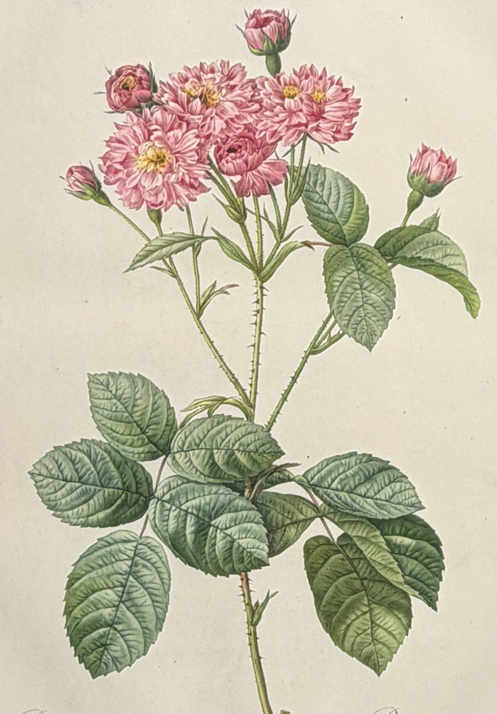Redoute, Folio - Rose [Rosa centifolio caryophyllea]: This outstanding botanical engraving is from Pierre-Joseph Redoute's Album de Redoute. The work was published in Paris by Imprimerie de Remond. It was not dated, but was done circa 1824. Each plate fo