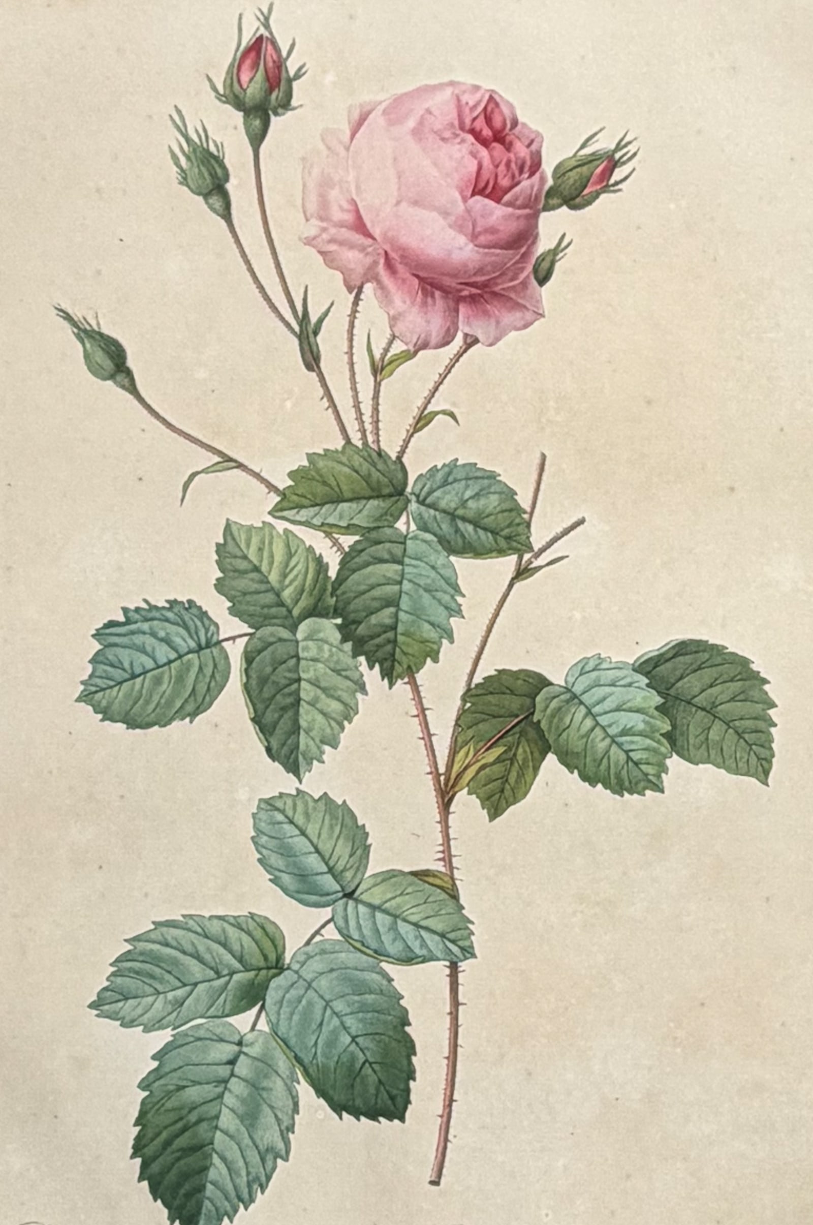 Redoute, Folio - Rose [Rosa centifolia crenata]: This outstanding botanical engraving is from Pierre-Joseph Redoute's Album de Redoute. The work was published in Paris by Imprimerie de Remond. It was not dated, but was done circa 1824. Each plate fo