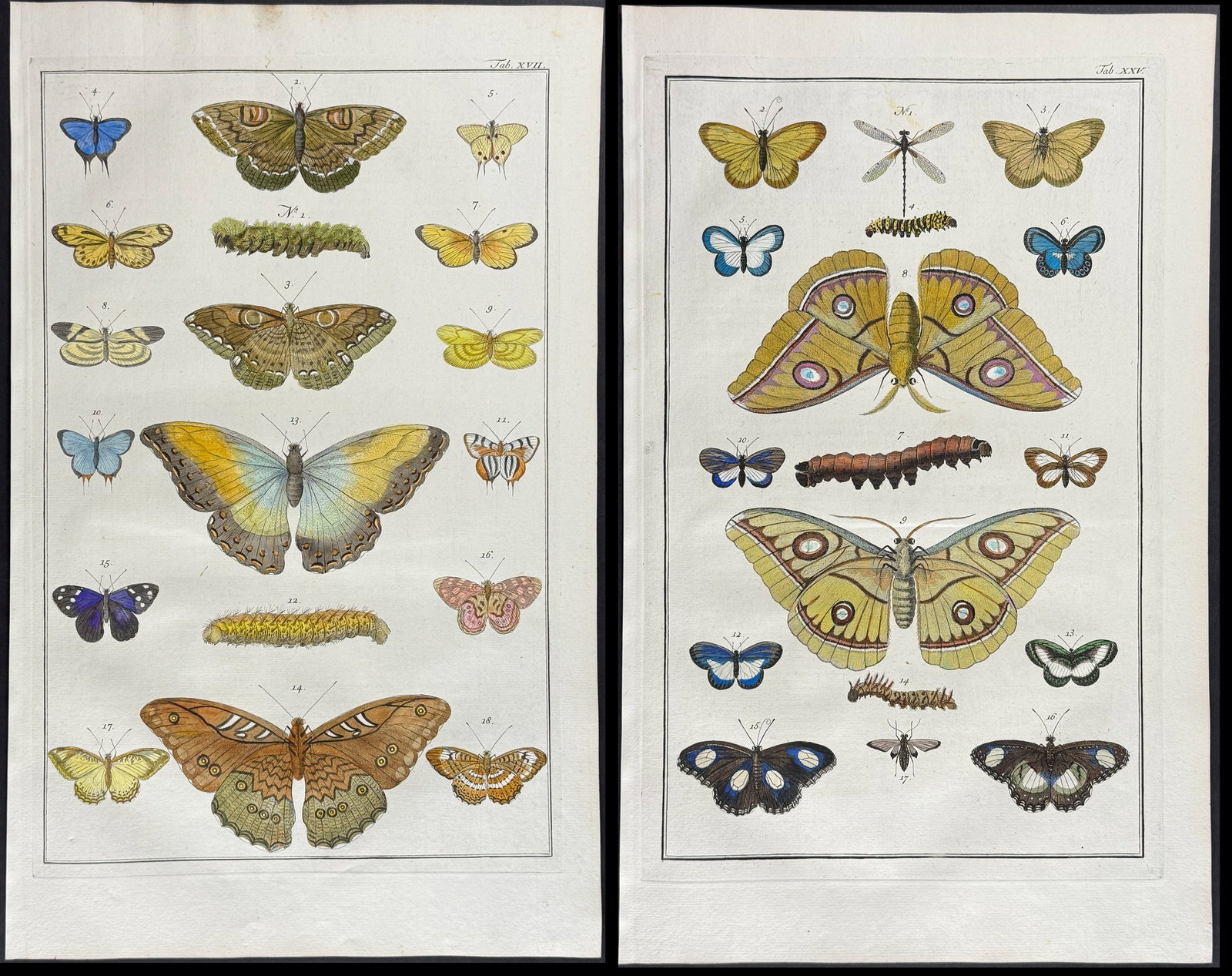 Seba - Pair of Butterfly or Moth Engravings: This artistically composed, scientific folio engraving is from Albertus Seba?s "Locupletissimi rerum naturalium thesauri accurata descriptio, et iconibus artificiosissimis expressio, per universam
