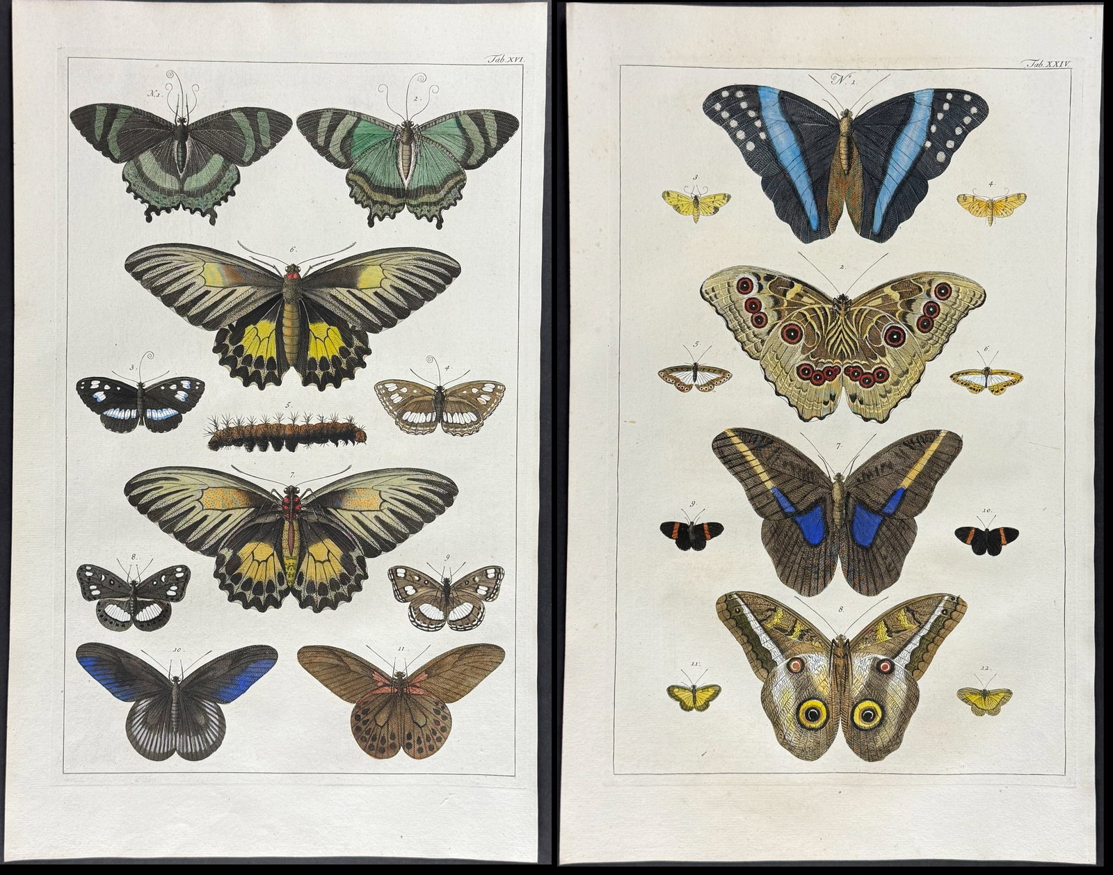 Seba - Butterflies or Moths. 24: This artistically composed, scientific folio engraving is from Albertus Seba?s "Locupletissimi rerum naturalium thesauri accurata descriptio, et iconibus artificiosissimis expressio, per universam