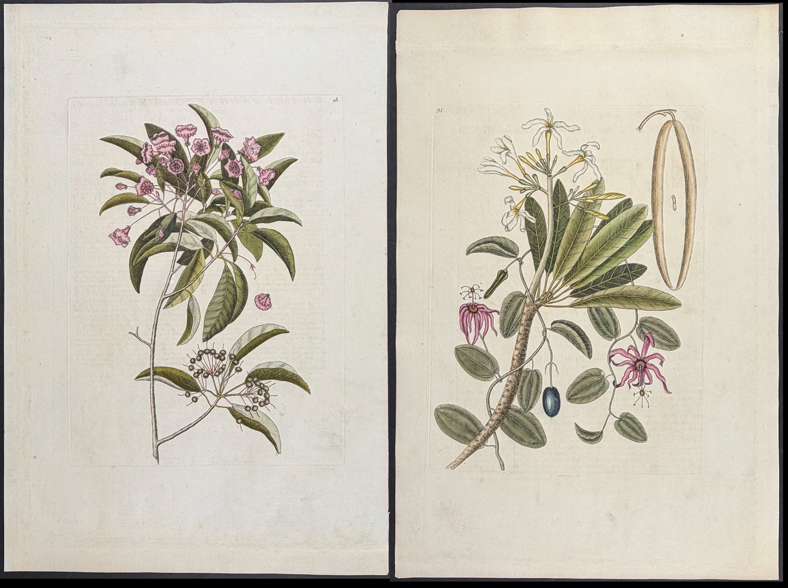 Catesby, Folio - 3 Bird Engravings: Included in this lot: Chamaedaphne (Mountain Laurel) with Pitch Apple. 2-98 Plumeria Flore Niveo (White Frangipanni). 2-93 Valelloe (Vanilla). Sup-7 Description of the work: We are pleased to offer th