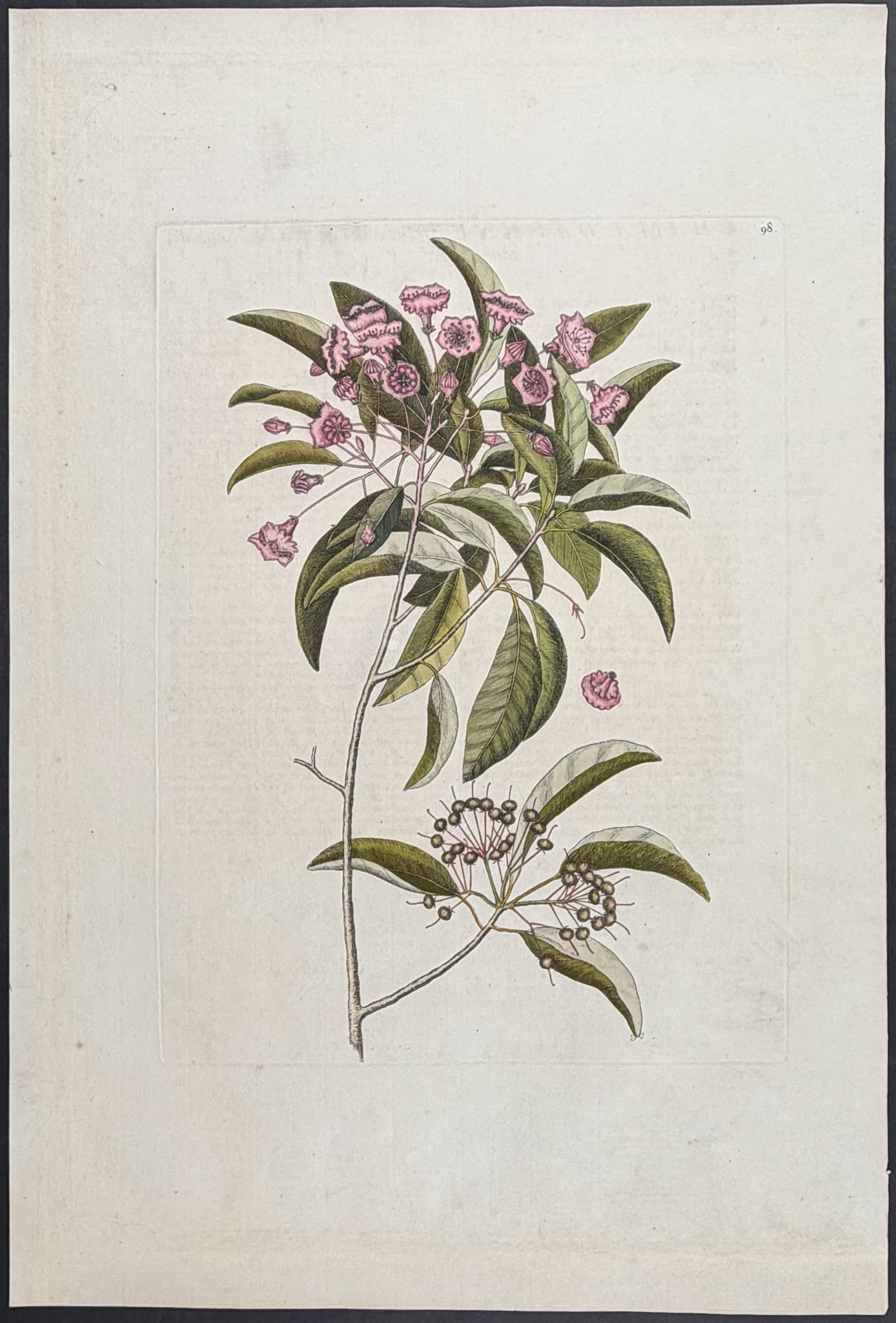Catesby, Folio - 3 Bird Engravings - 2