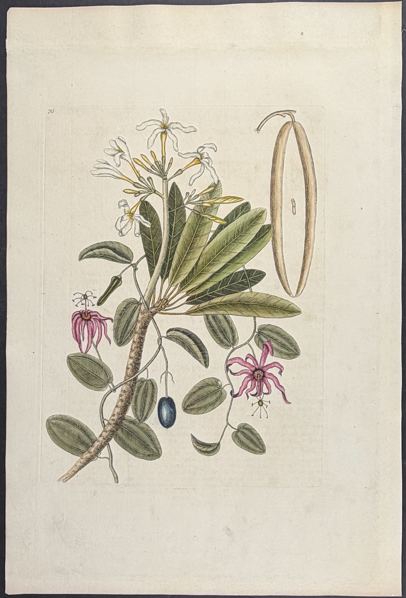 Catesby, Folio - 3 Bird Engravings - 3