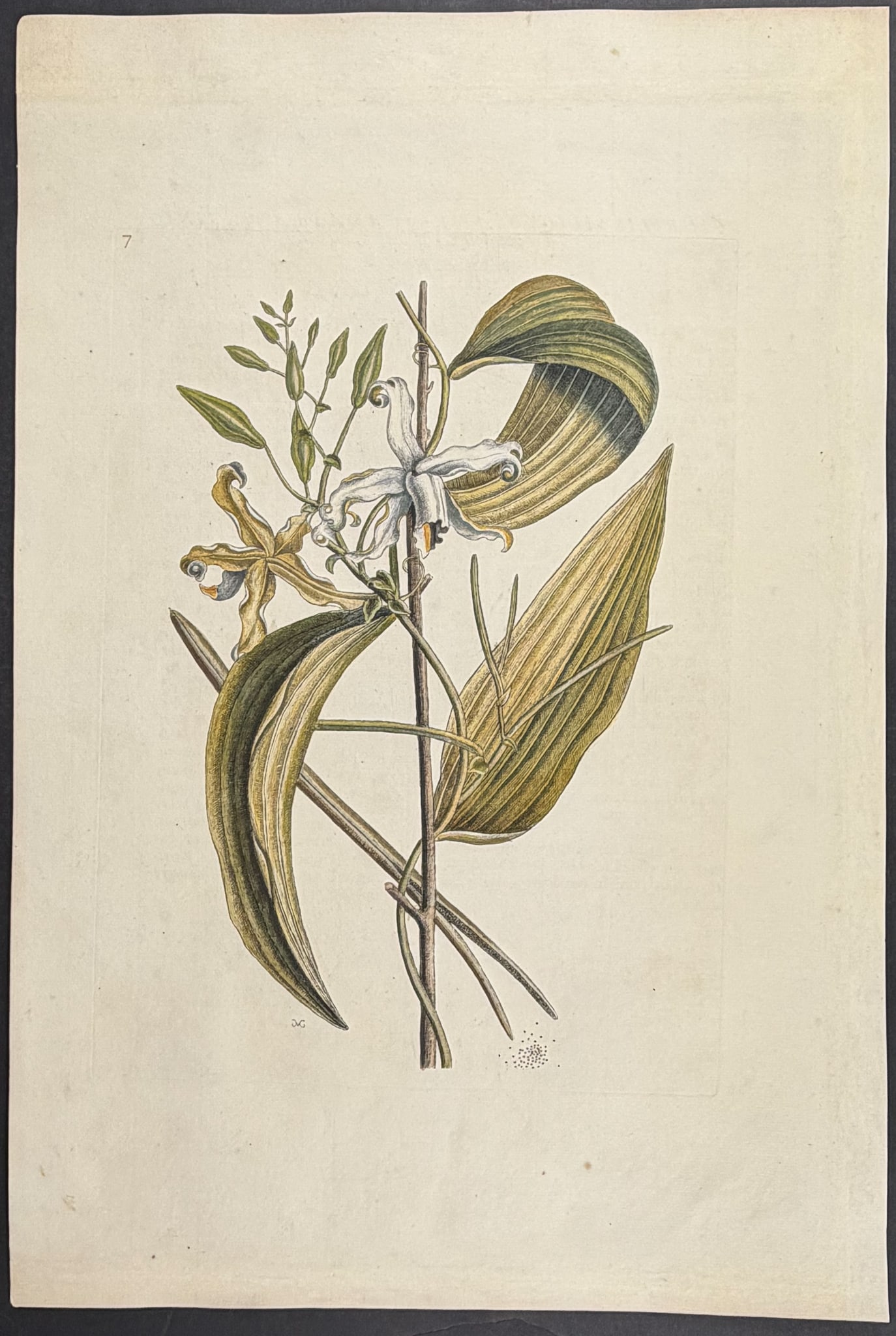Catesby, Folio - 3 Bird Engravings - 4