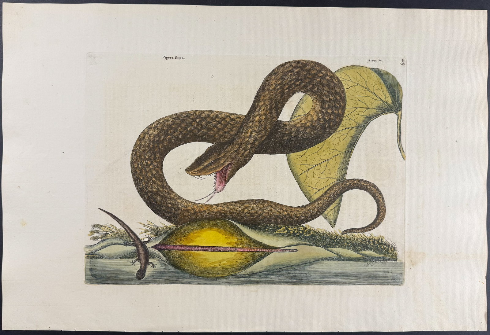 Catesby, Folio - Brown Viper with Colocasia. 2-45: We are pleased to offer this folio engraving from Mark Catesby?s "The Natural History of Carolina, Florida and the Bahama Islands: Containing the Figures of Birds, Beasts, Fishes, Serpents, Insects,