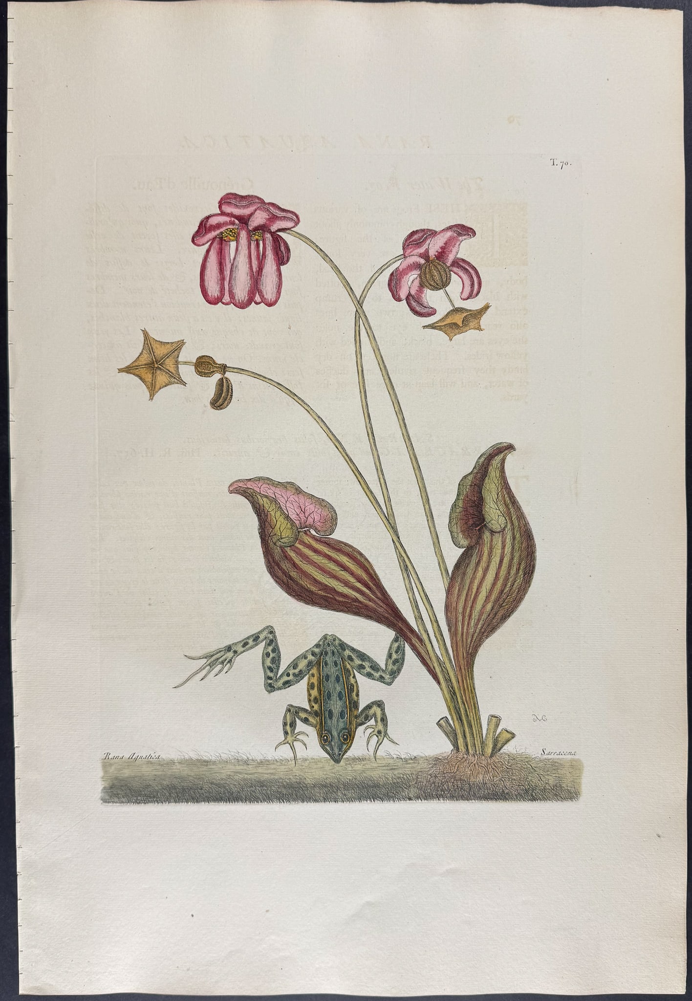 Catesby, Folio - Water Frog (Green Frog) with Northern Pitcher Plant (Carnivorous). 2-70: We are pleased to offer this folio engraving from Mark Catesby?s "The Natural History of Carolina, Florida and the Bahama Islands: Containing the Figures of Birds, Beasts, Fishes, Serpents, Insects,