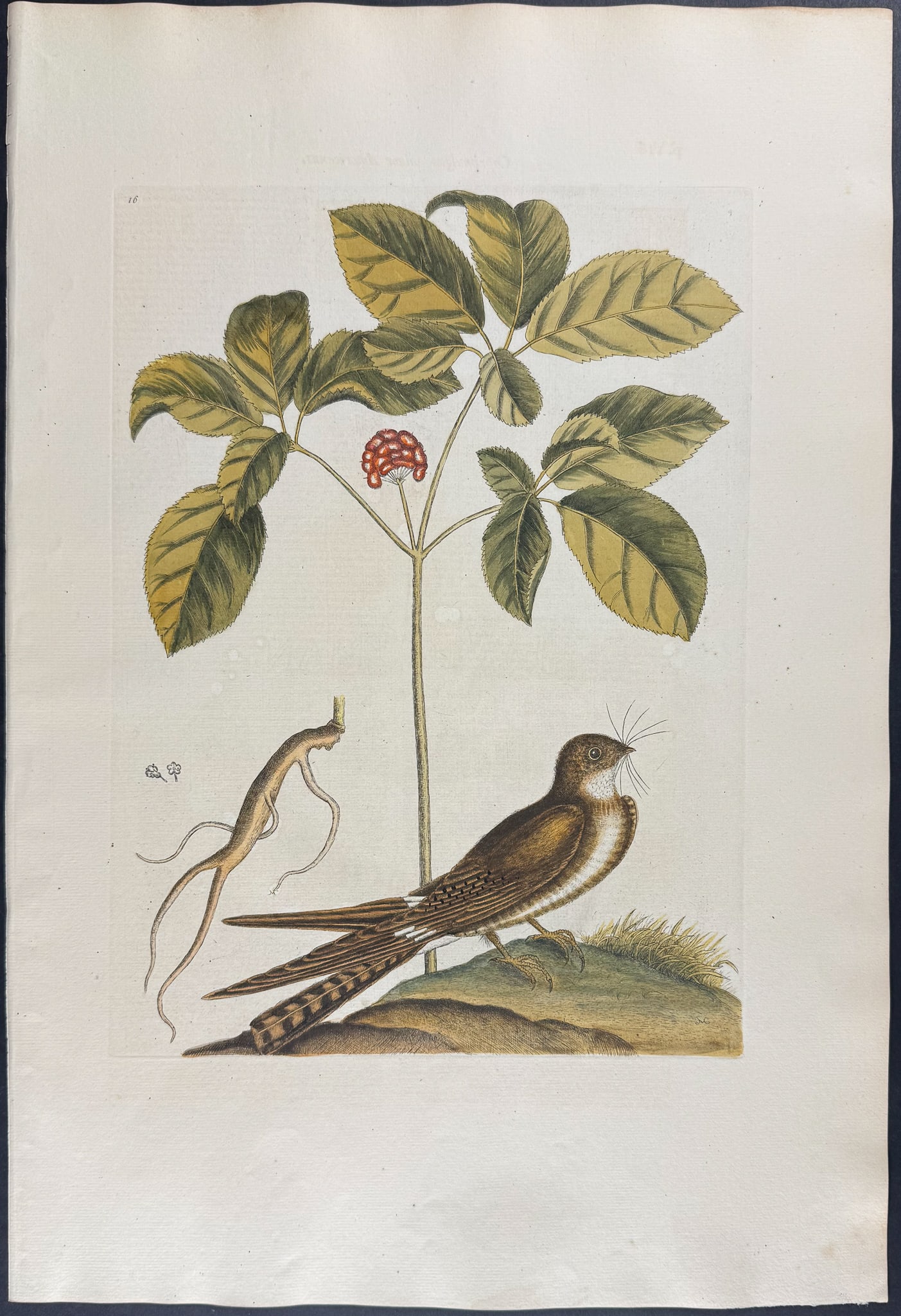 Catesby, Folio - Whip-poor-will with Ginseng or Nin-sin of the Chinese. Sup-16 (1 of 1)