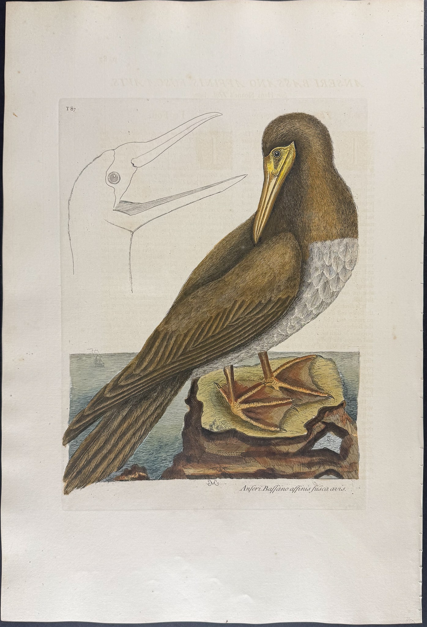 Catesby, Folio - Booby. 1-87: We are pleased to offer this folio engraving from Mark Catesby?s "The Natural History of Carolina, Florida and the Bahama Islands: Containing the Figures of Birds, Beasts, Fishes, Serpents, Insects,