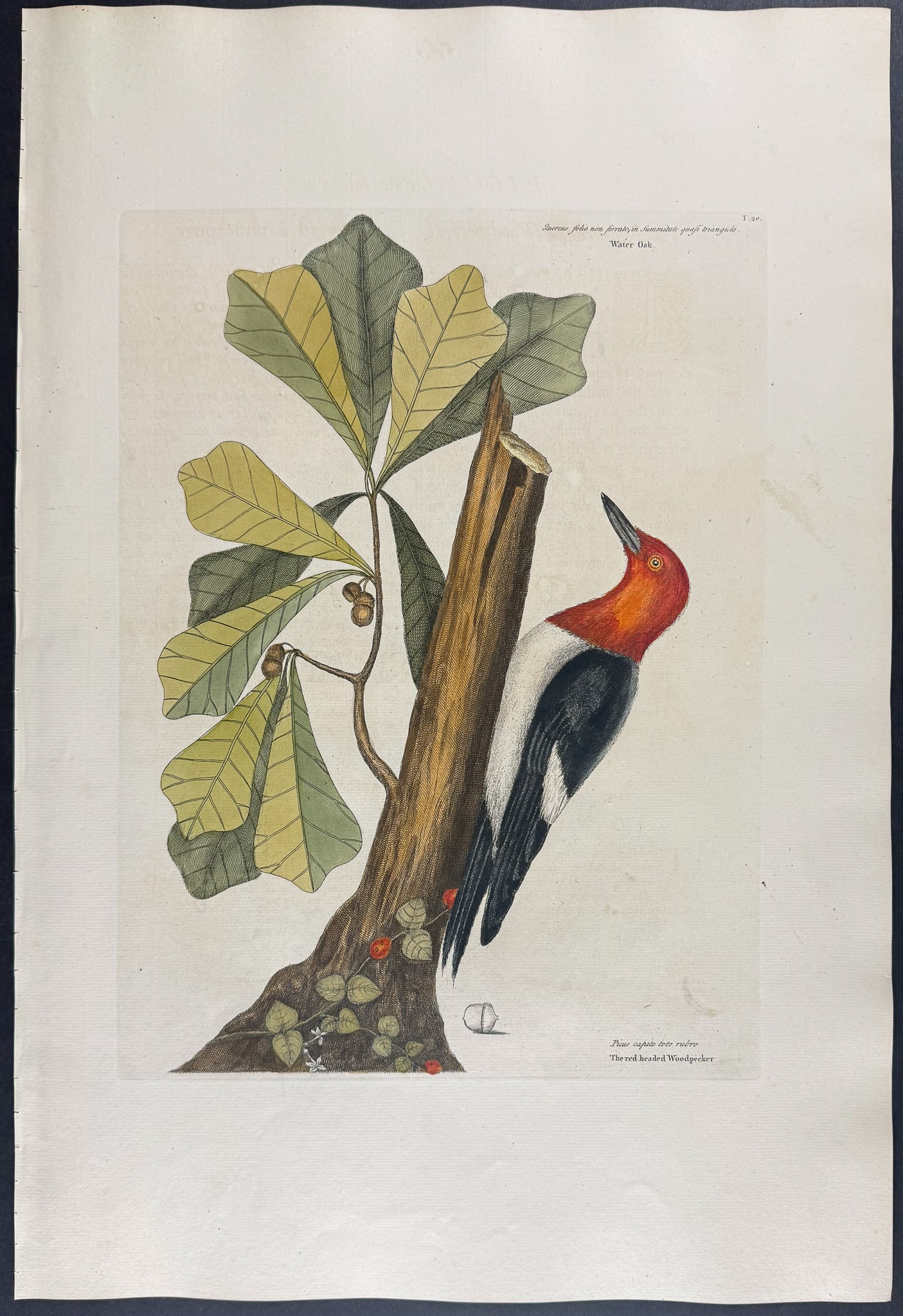 Catesby, Folio - Red headed Woodpecker with Water Oak. 1-20 (1 of 1)