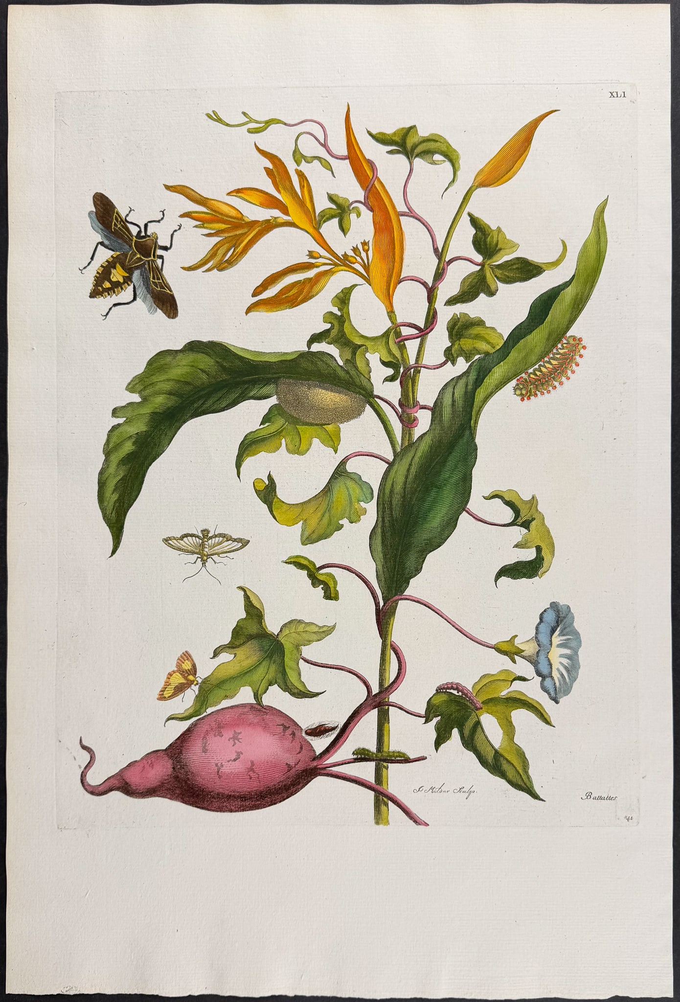 Merian, Folio - Sweet Potato with Moth Metamorphosis. 41 (1 of 1)