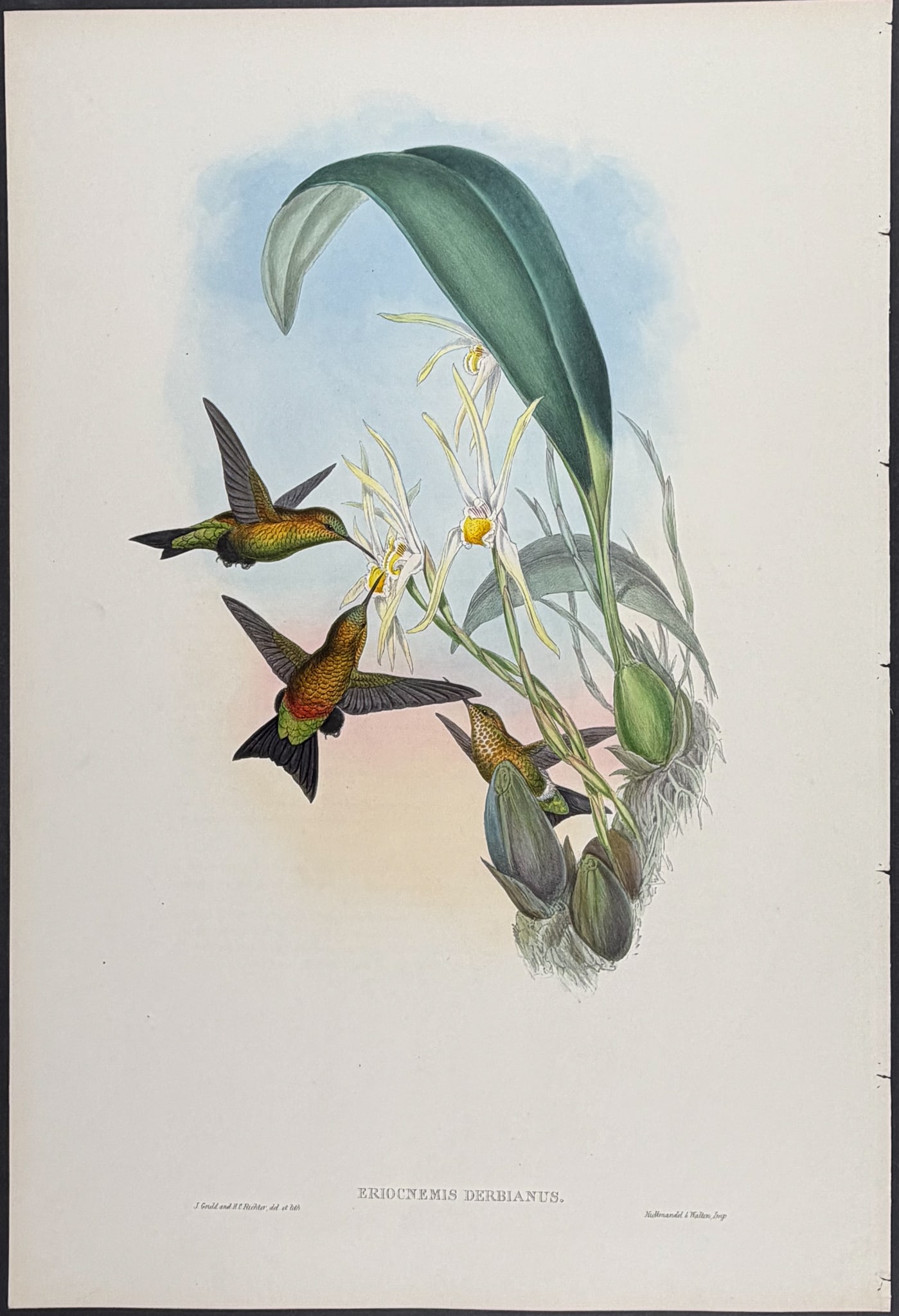 Gould - Derby's Puff-leg Hummingbird with Orchid [Eriocnemis Derbianus] (1 of 1)