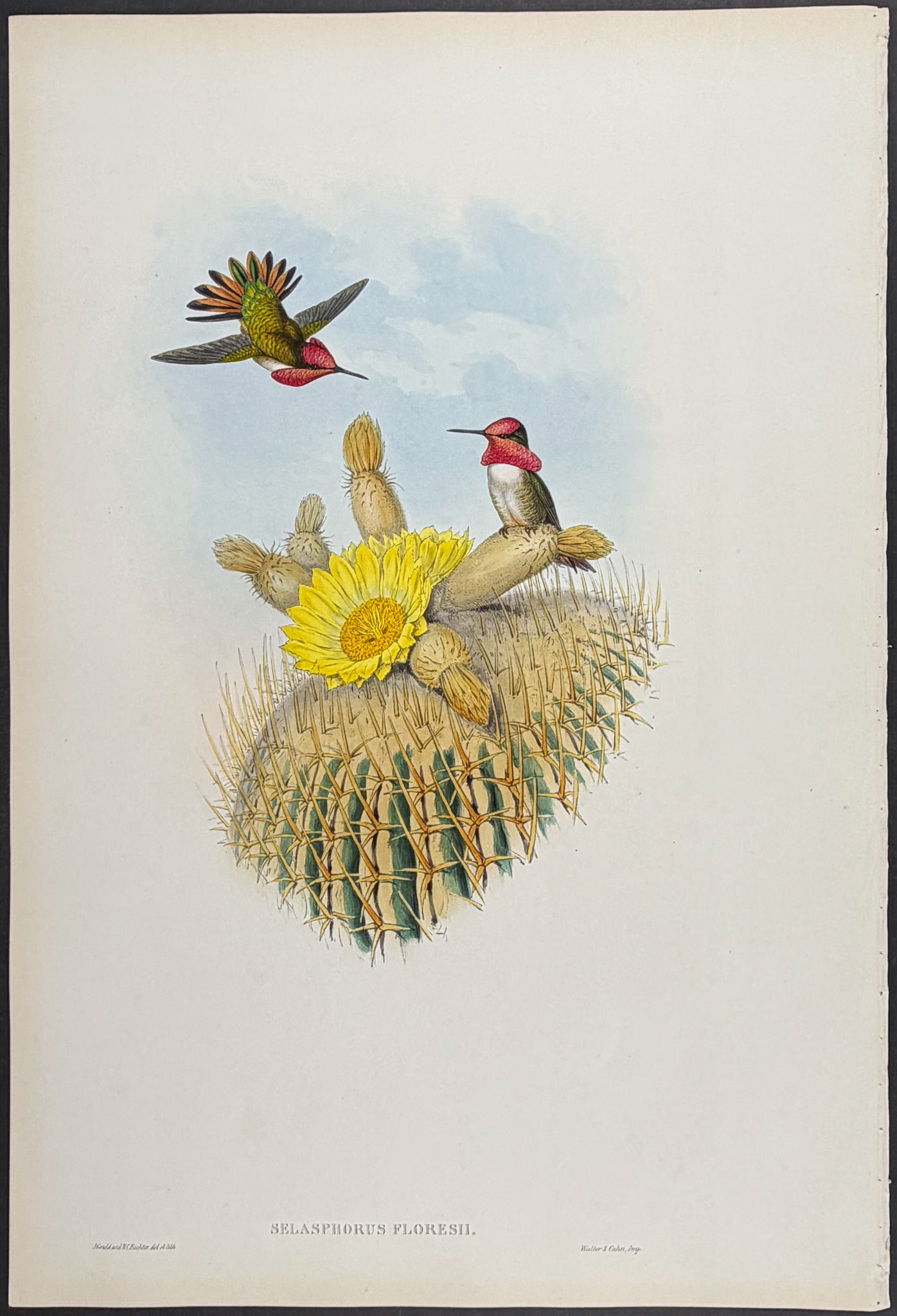 Gould - Floresi's Flamebearer with Cactus [Selasphorus Floresii] (1 of 1)