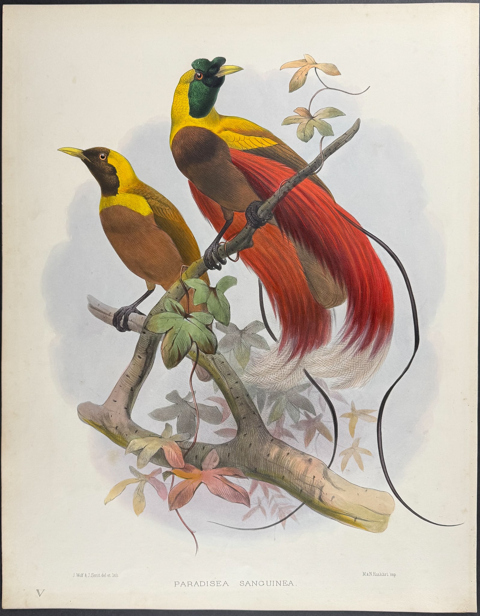 Elliot - Red Bird of Paradise: This stunning folio lithograph is from Daniel Giraud Elliot's A Monograph of the Paradiseidae, or Birds of Paradise. The work was published in London by the Elliot for subscribers in 1873. Each