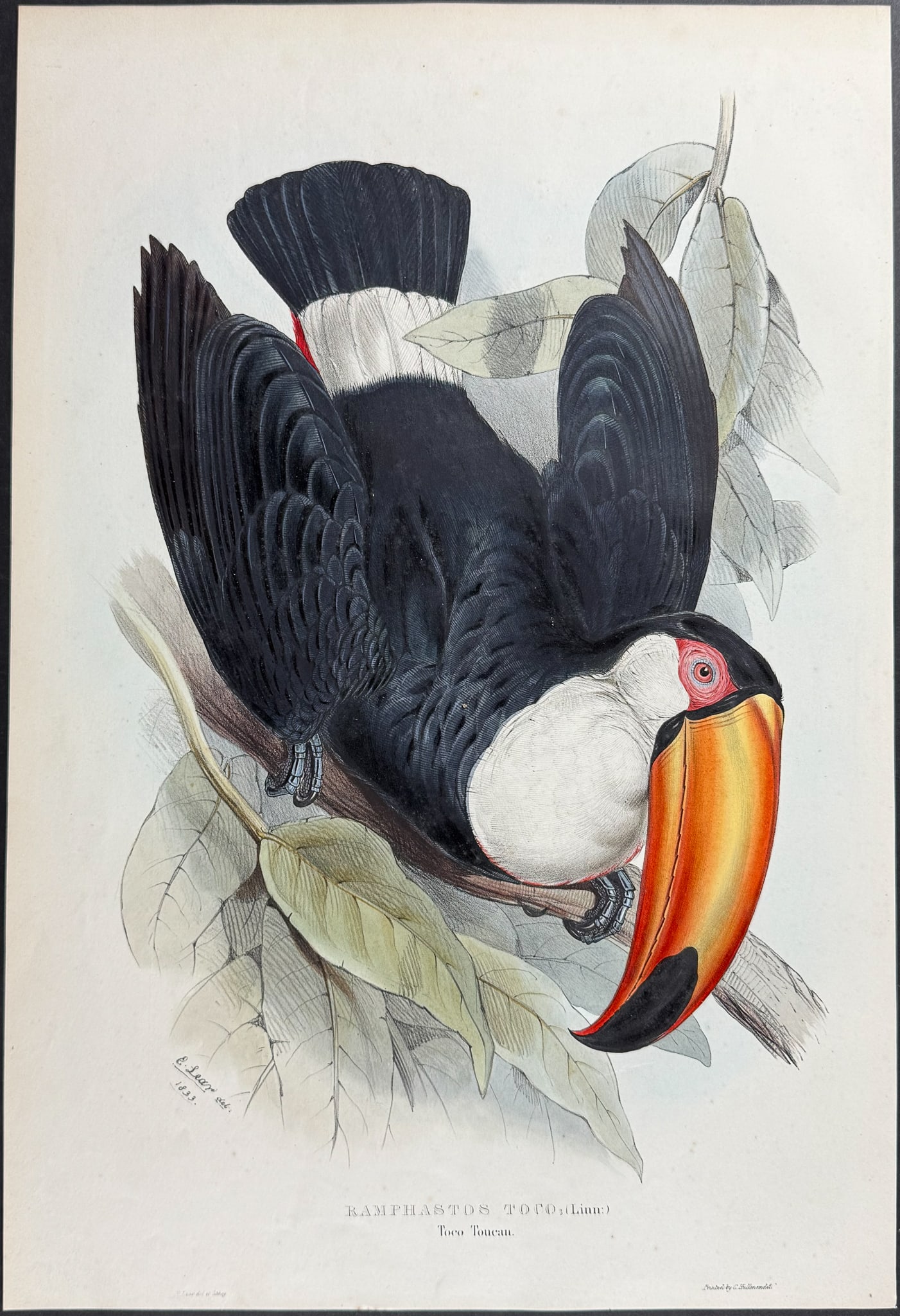 Lear & Gould - Toco Toucan: This exquisite lithograph is from the first edition of John Gould's A Monograph of the Ramphastidae, or Family of Toucans. The work was published in London between 1833 and 1835. Many consider this