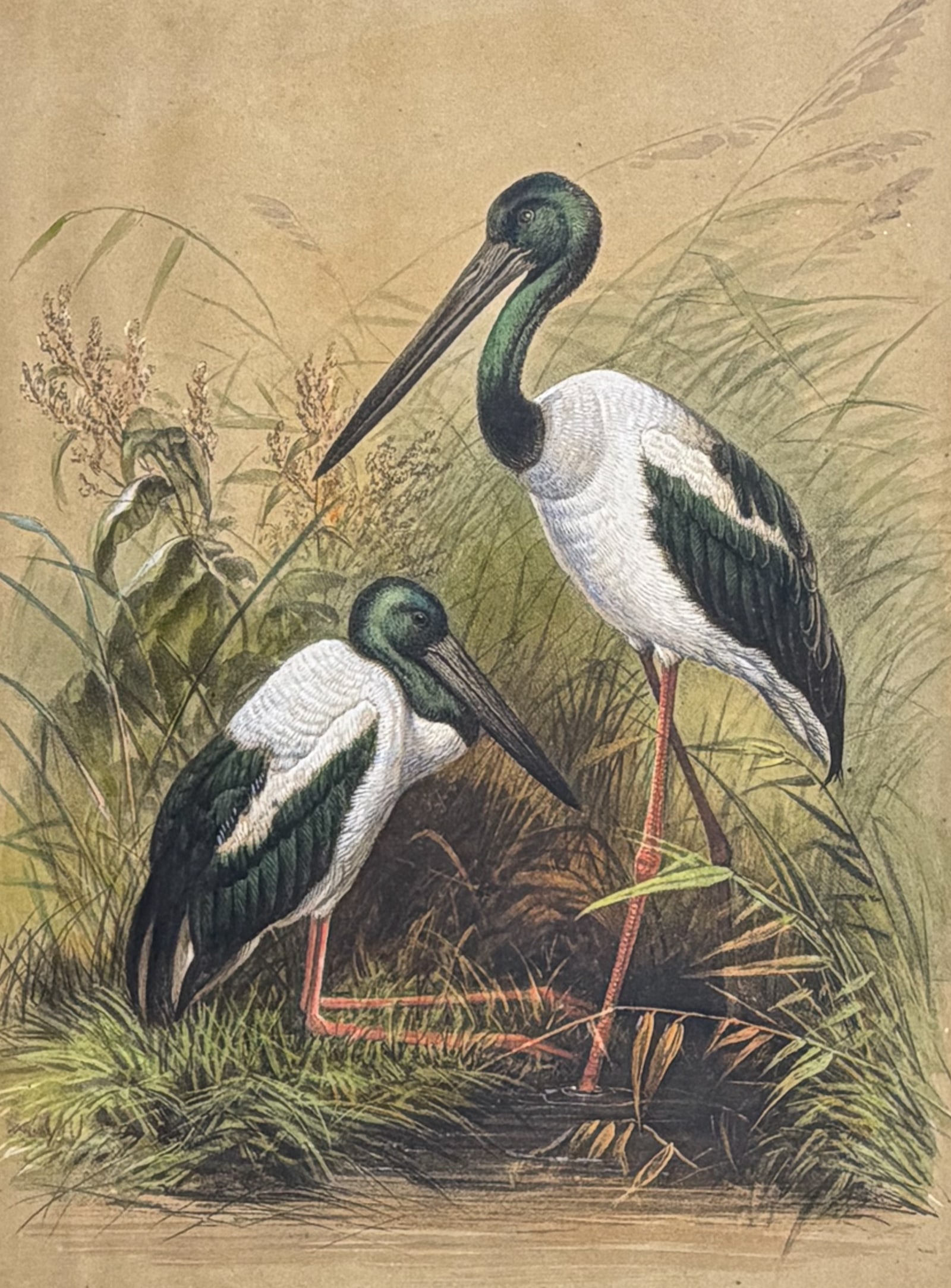 Wolf, Folio, Australia - Australian mycteria (Mycteria Australis): This beautiful first edition, folio lithograph is from Joseph Wolf's Zoological Sketches. The work was made for the Zoological Society of London in London by Henry Graves & Company between 1856 and 18