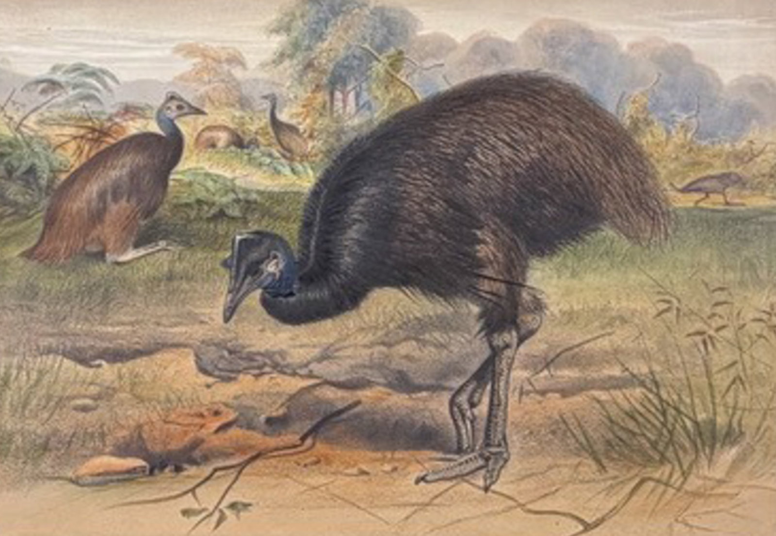 Wolf, Folio, Australia - Mooruk or Dwarf Cassowary (Casuarius bennettii): This beautiful first edition, folio lithograph is from Joseph Wolf's Zoological Sketches. The work was made for the Zoological Society of London in London by Henry Graves & Company between 1856 and 18