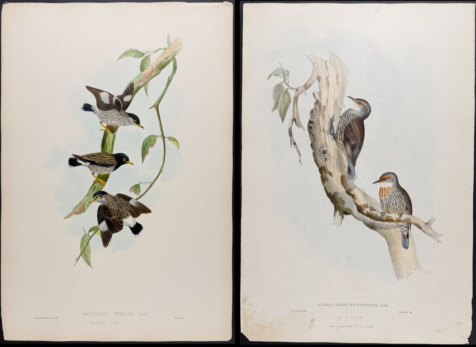 Gould, Australia - 6 Bird Lithographs: Included in this lot: White-throated Tree-Creeper [Climacteris Picumnus] Black-capped Sittela [Sittella Pileata] Black-tailed Treecreeper [Climaucteris Melanura] Red-eyebrowed Tree Creeper [Climacteri