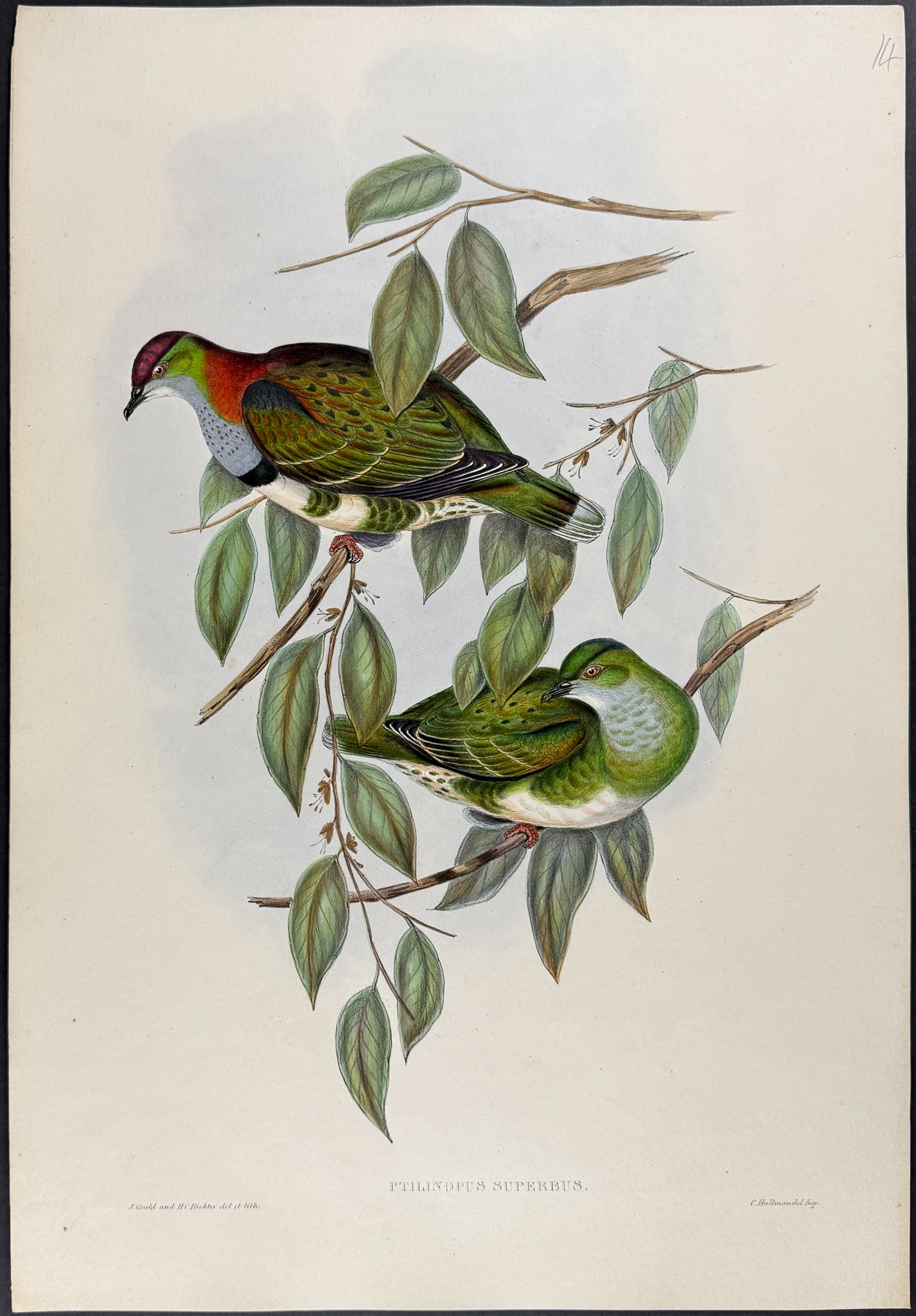 Gould, Australia - Superb Fruit-Dove [Ptilinopus Superbus] (1 of 1)