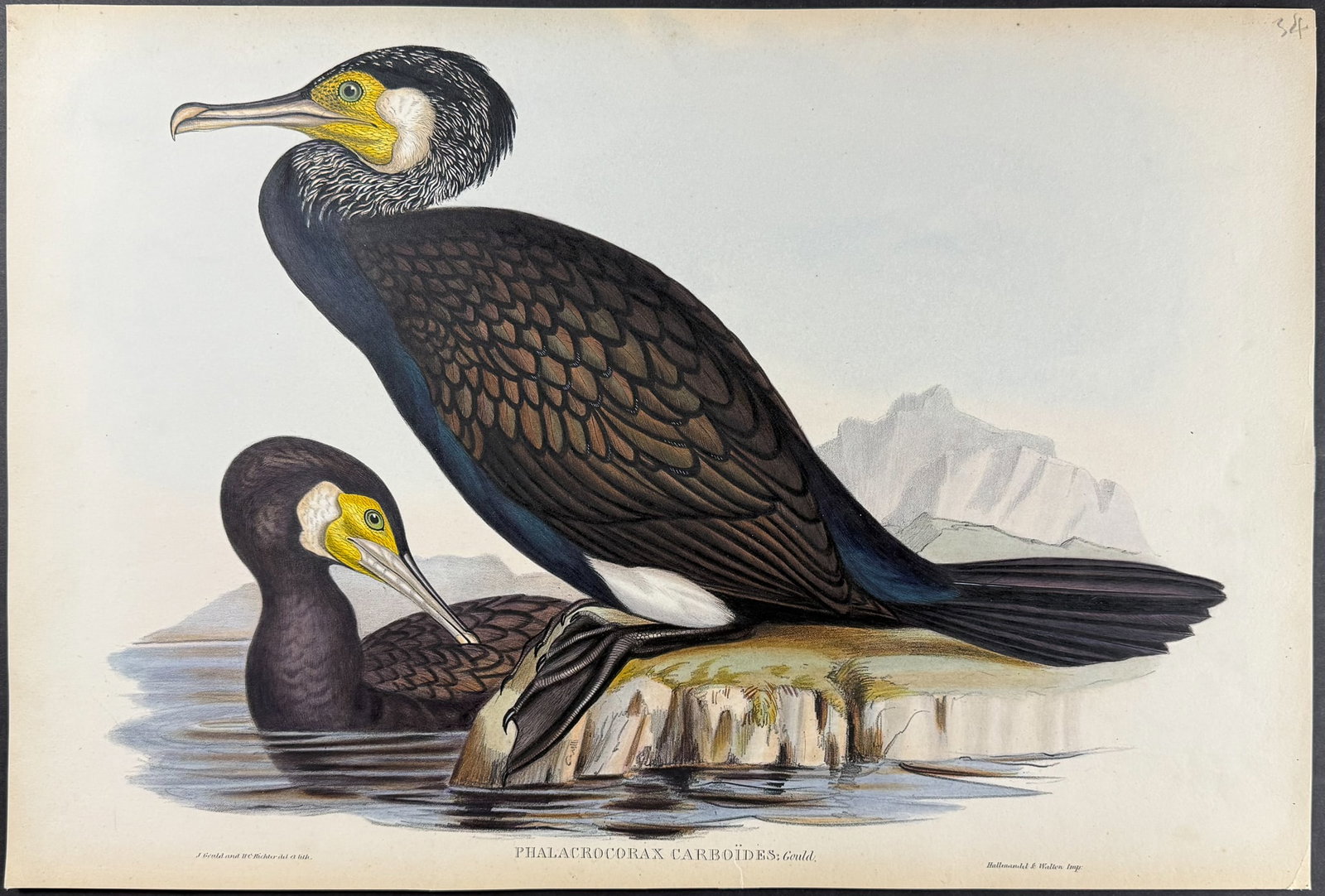 Gould, Australia - Great Cormorant [Phalacrocorax Carboides] (1 of 1)