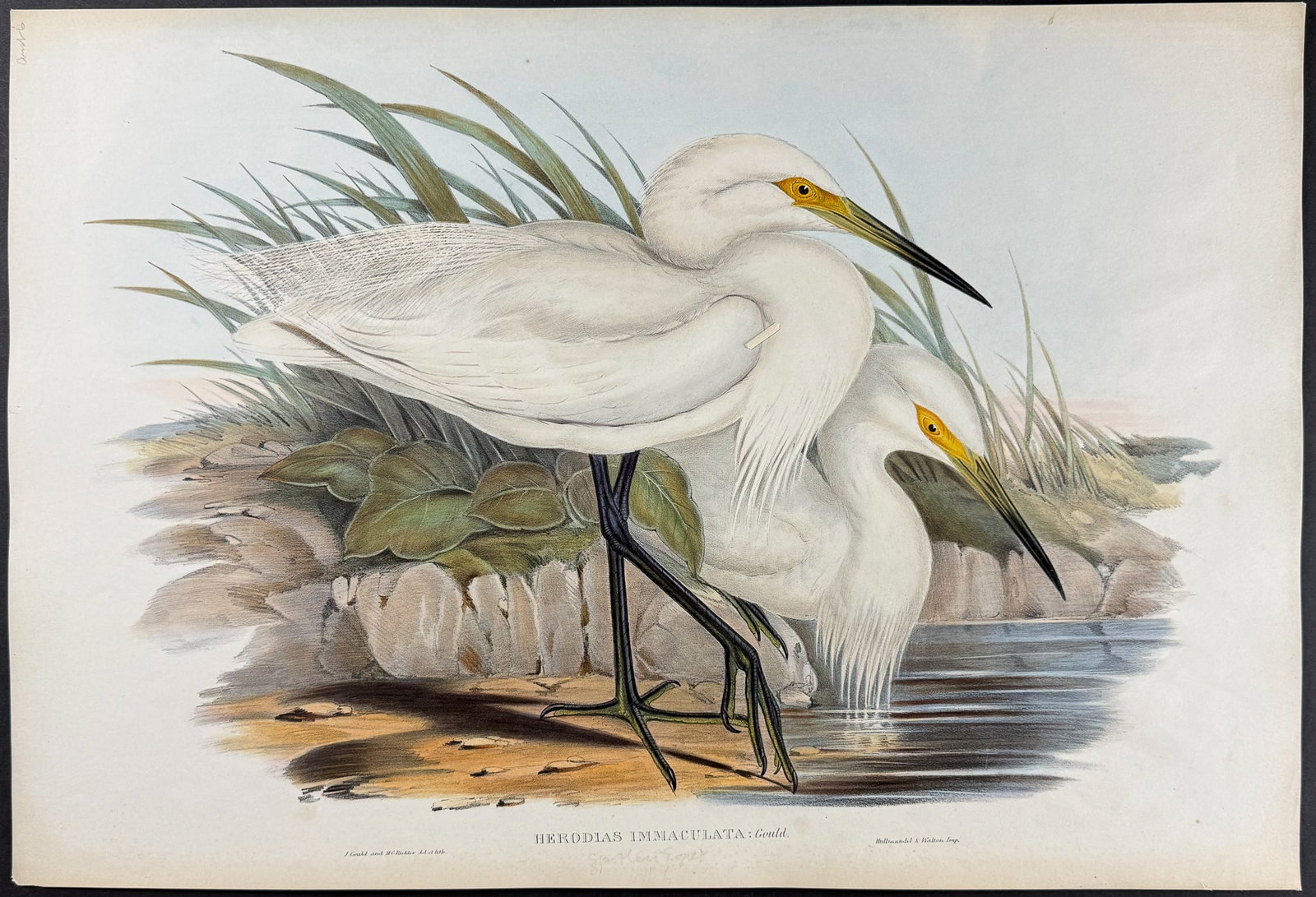 Gould, Austalia - White Egret (Little Egret form) [Herodias Immaculata] (1 of 1)